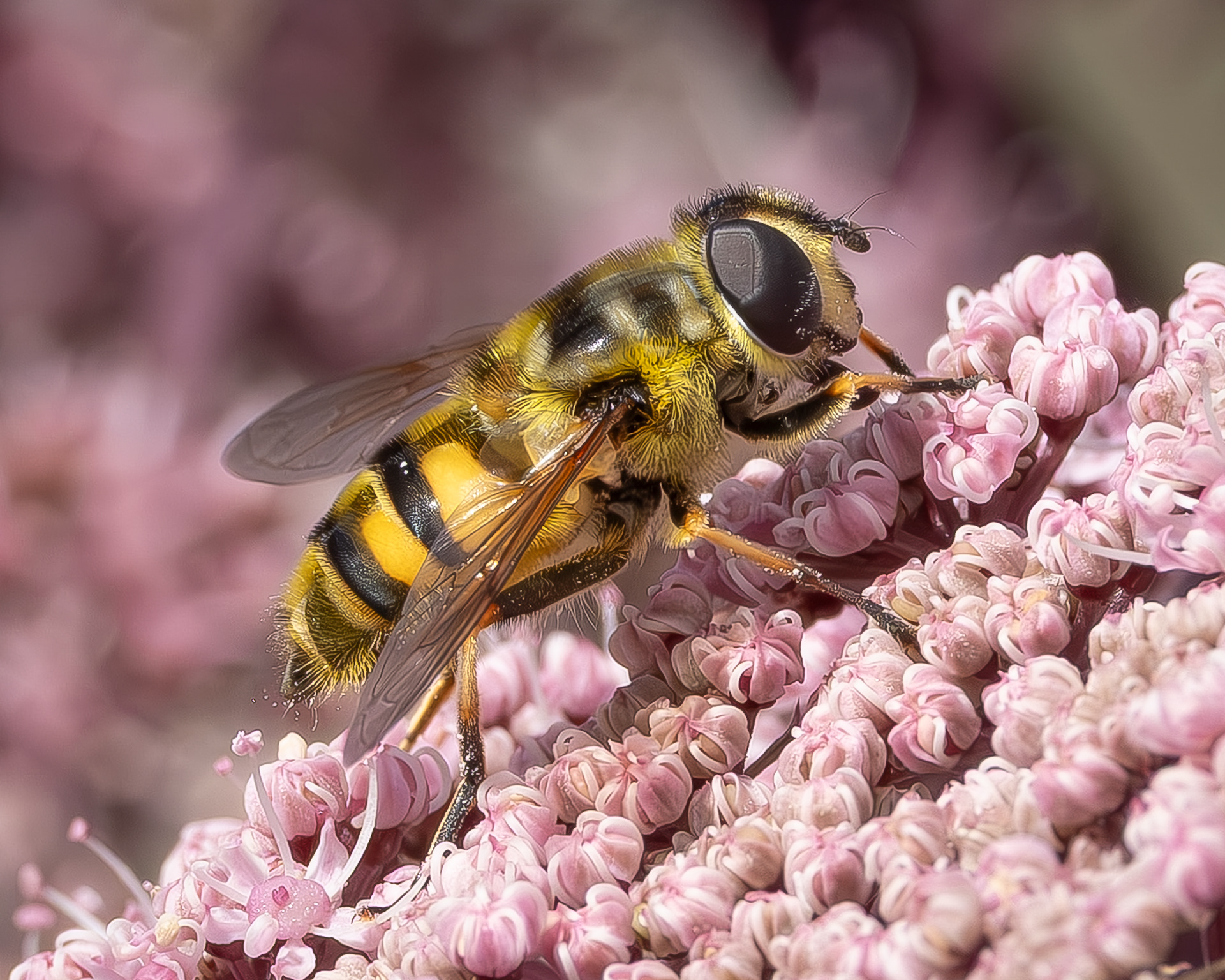 Yellow-haired Sun Fly (Myathropa florea), Kjargaard Road