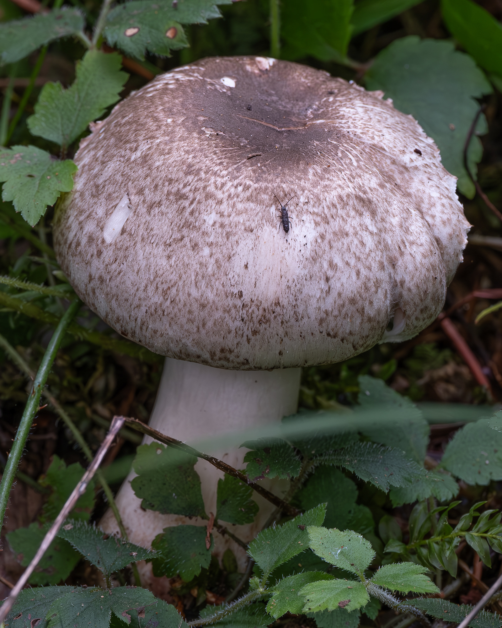 Inky agaricus (Agaricus moelleri), Lopez Hill