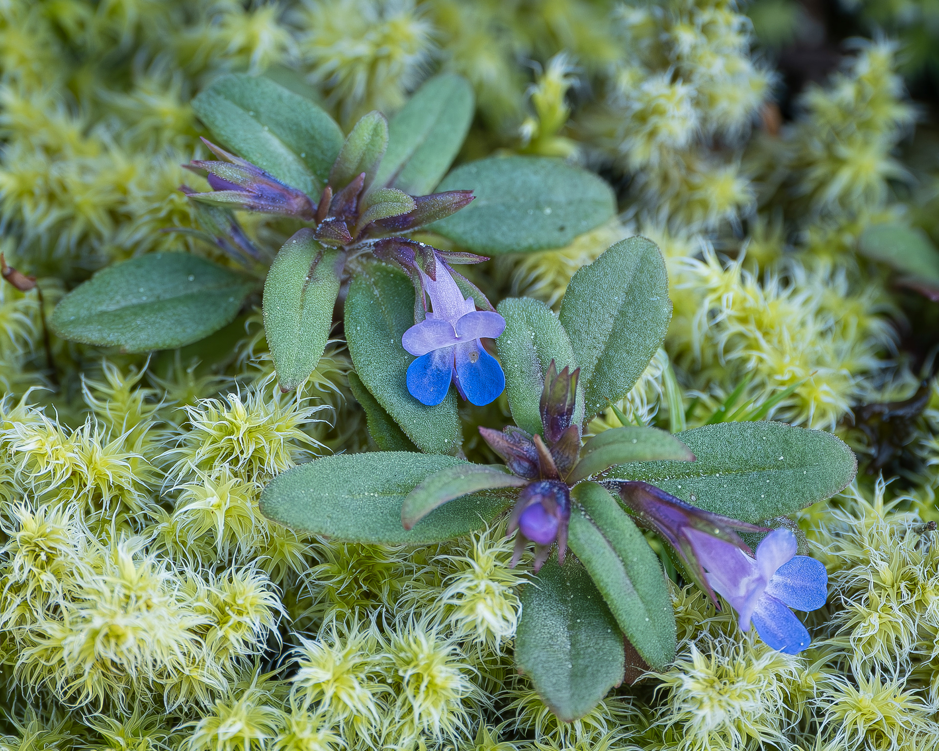 Small-flowered Blue-eyed Mary (Collinsia parviflora), Chadwick Hill