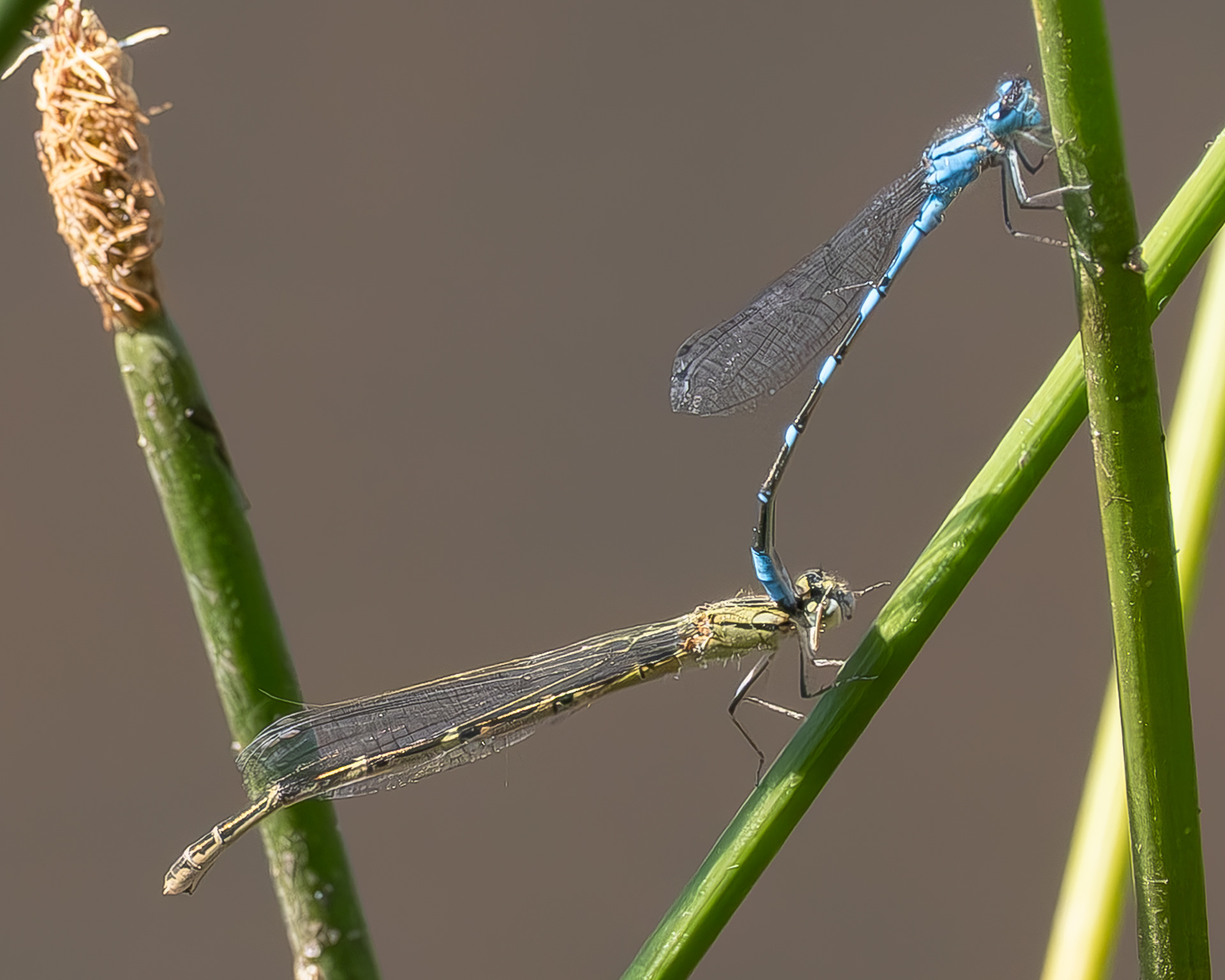 Boreal Bluets (Enallagma boreale), Kjargaard Road
