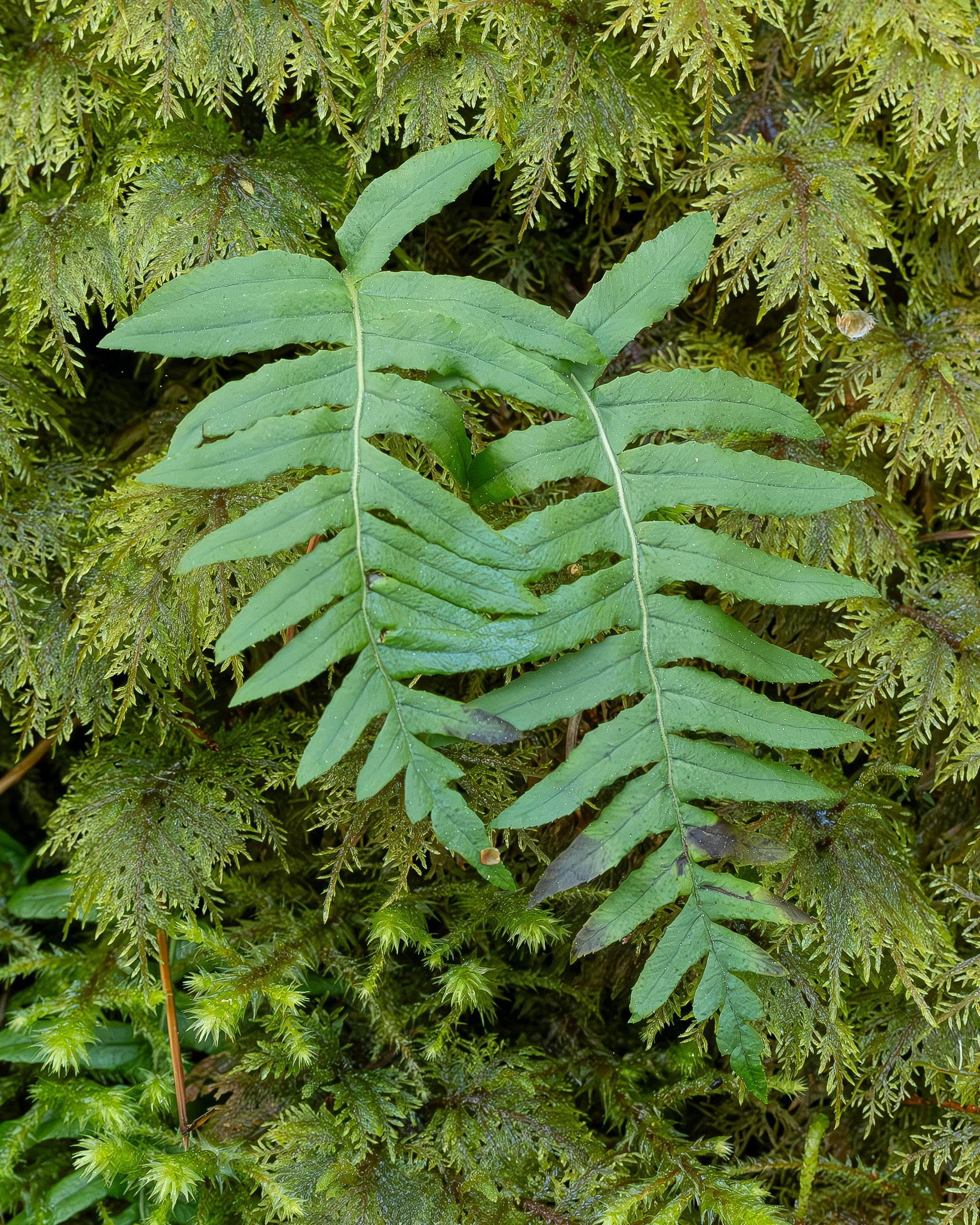 Licorice Fern,