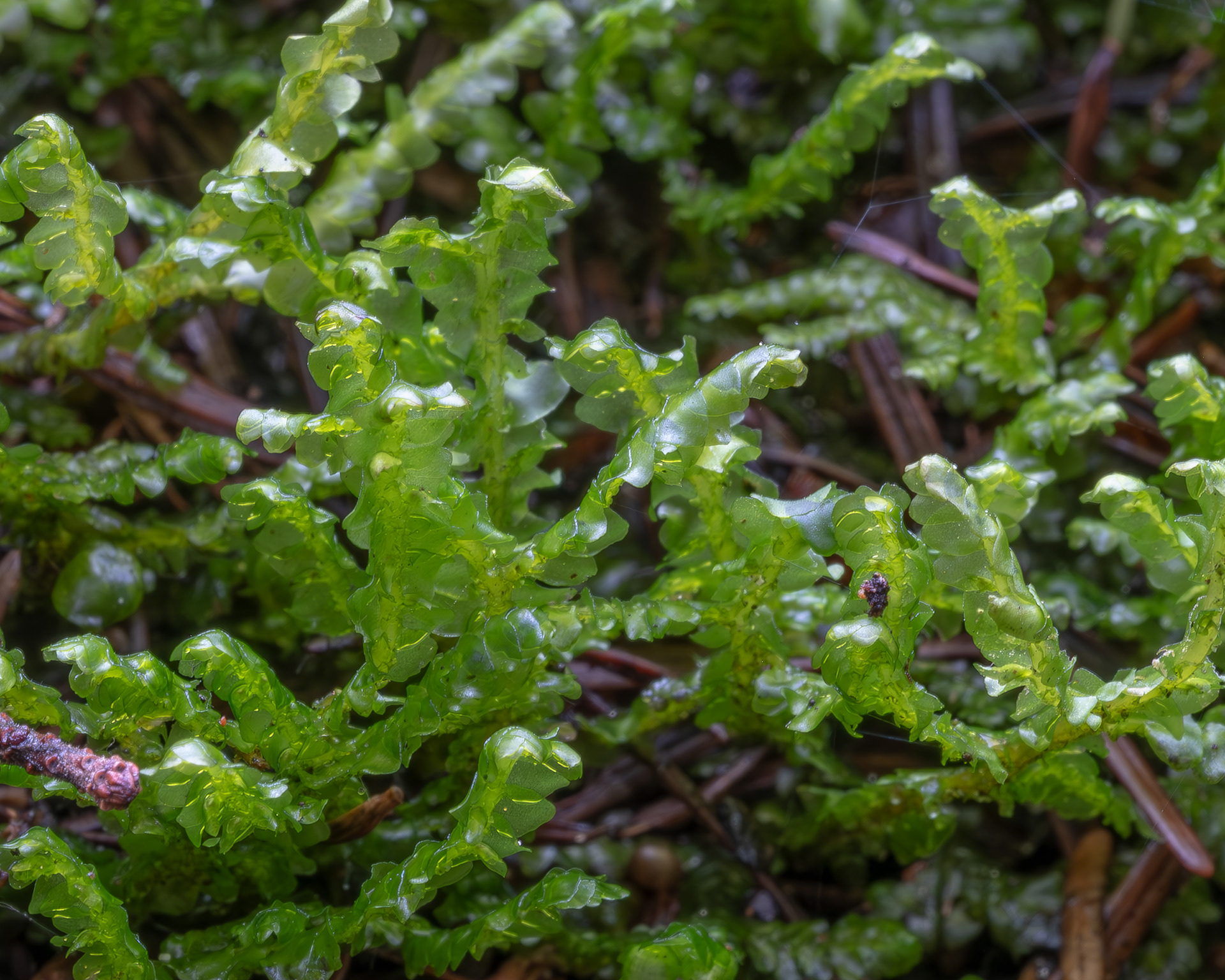 Cliff Scalewort (Porella cordaeana), Lopez Hill