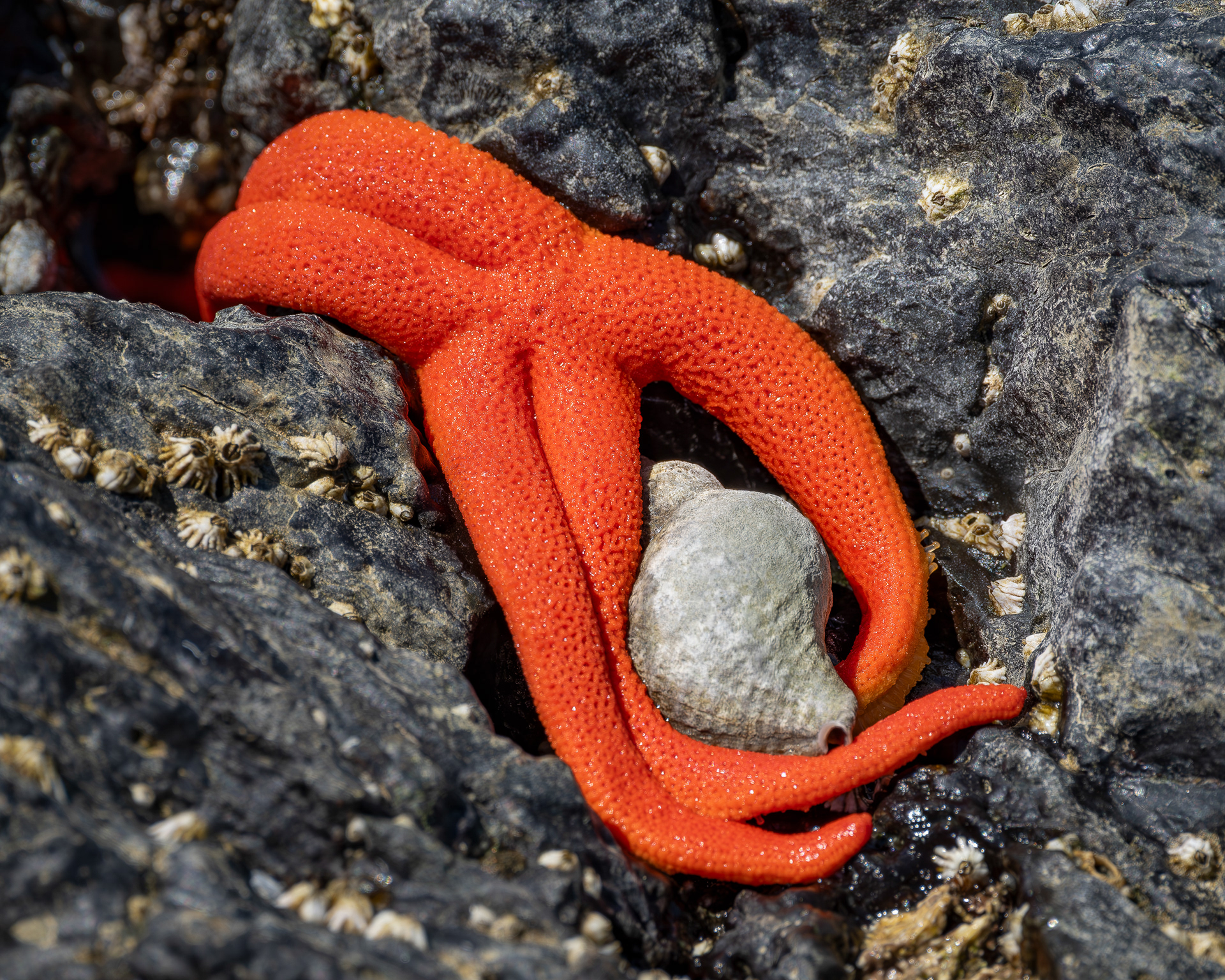 Blood Star and whelk shell, Iceberg point