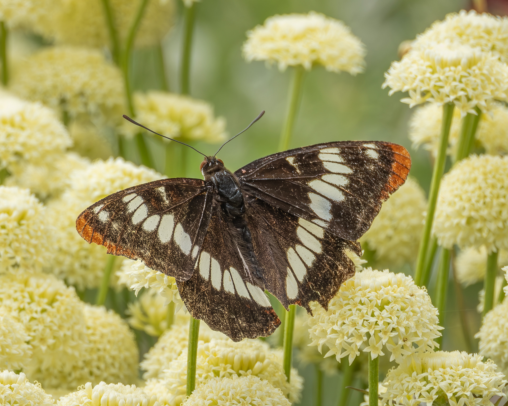 Lorquin's Admiral, Kjargaard Road