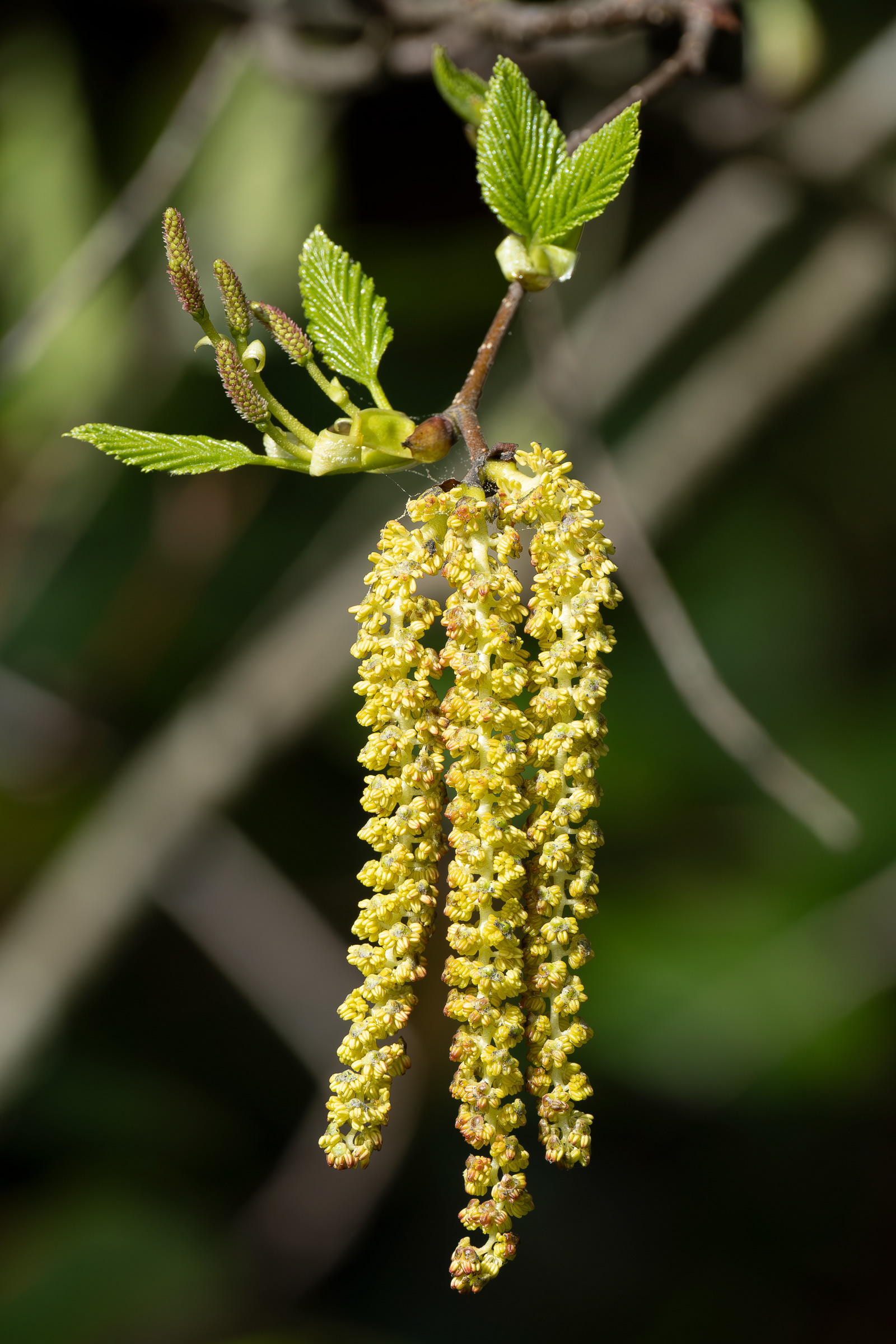 Sitka alder (Alnus viridian), Spencer Spit