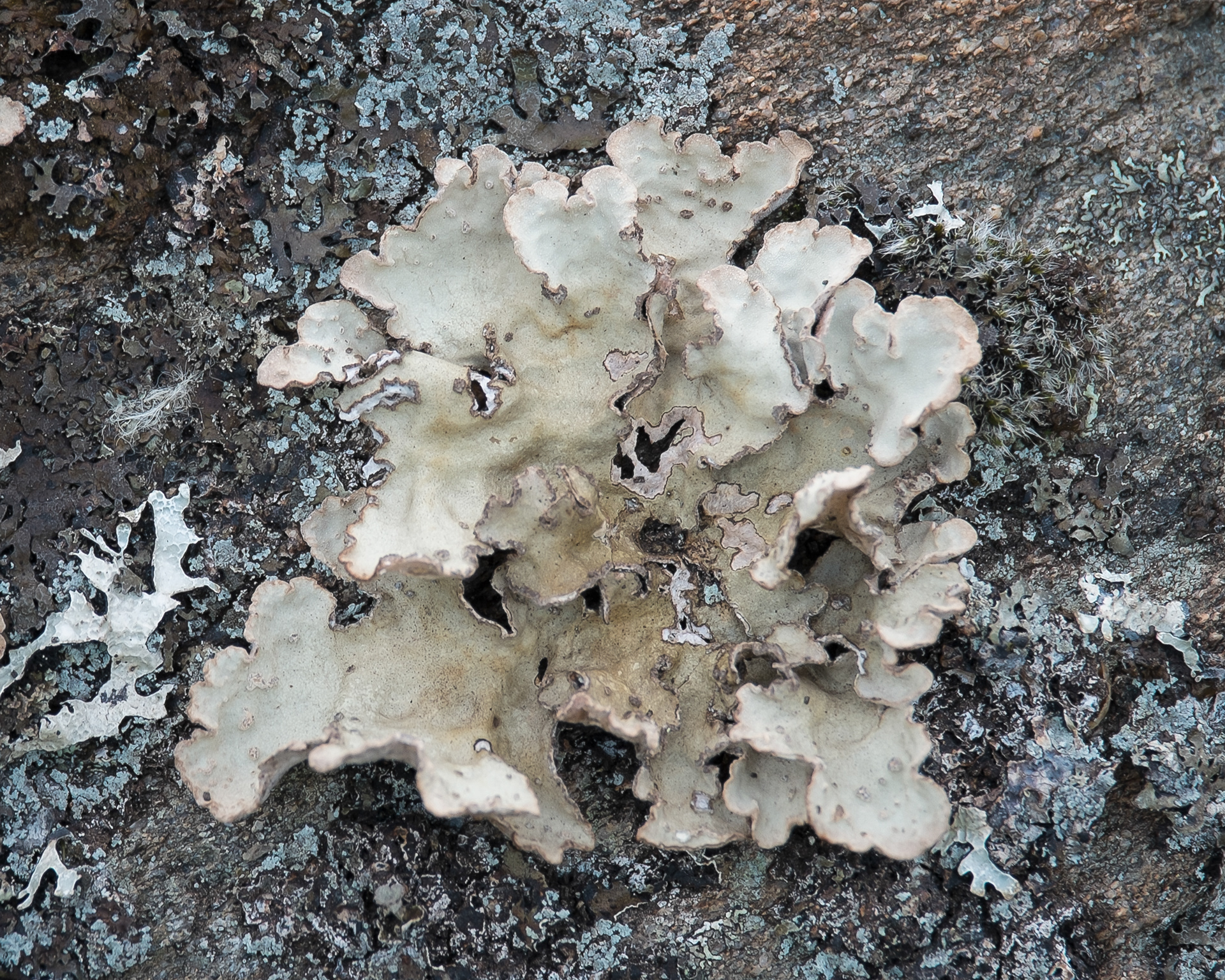 Textured Lung Lichen (Lobarina scrobiculata), Shark Reef