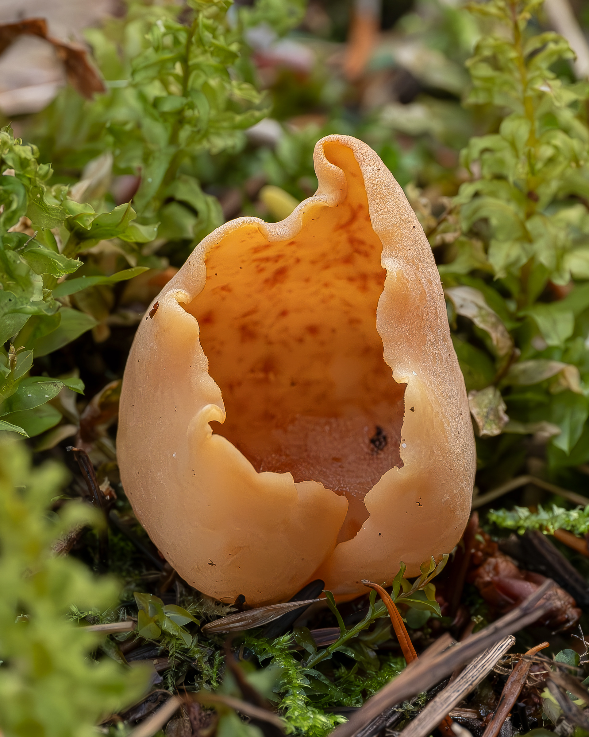 Hare's ear (Otidea onotica), Lopez Hill