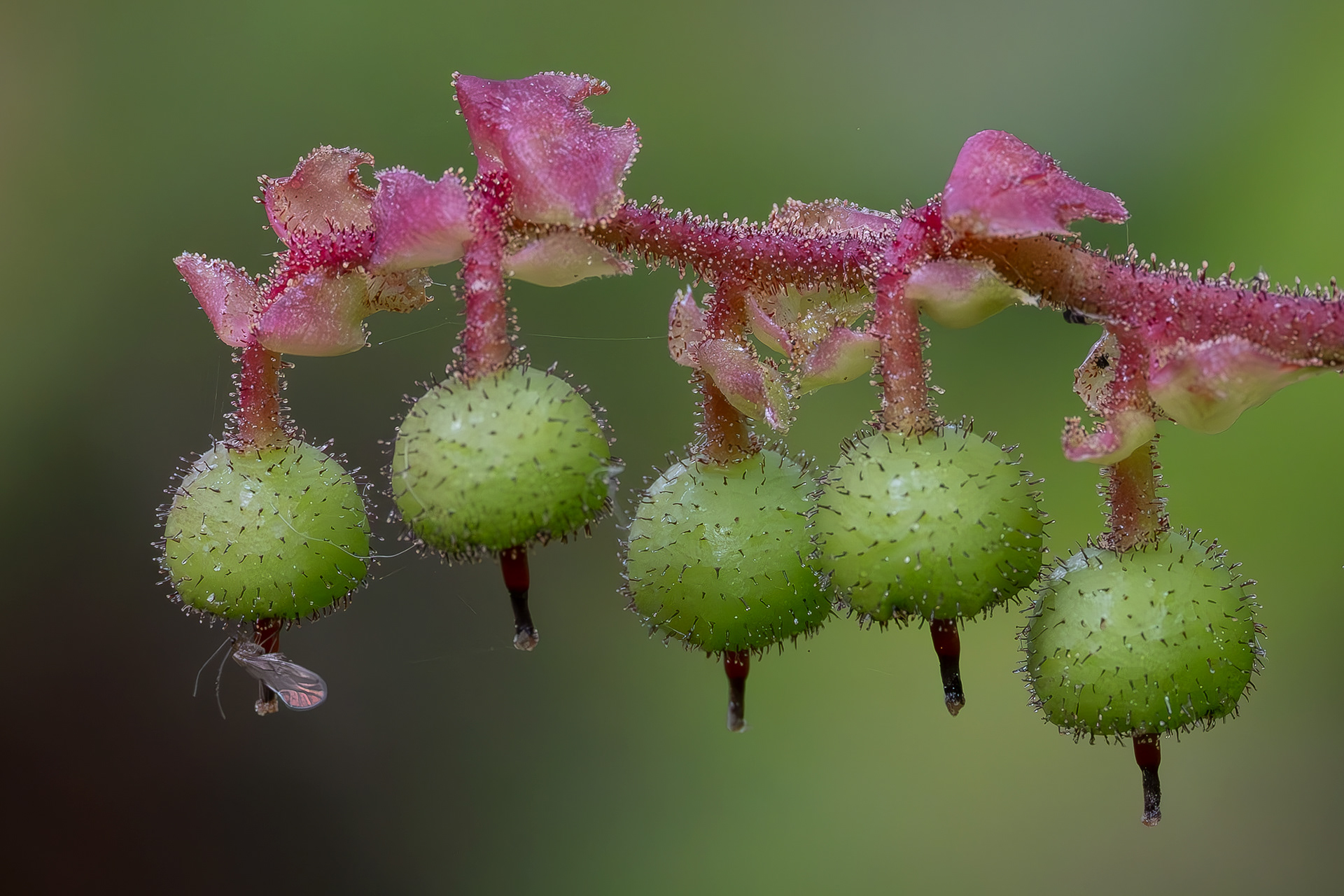 Salal berries (Gaultheria shallon), Shark Reef