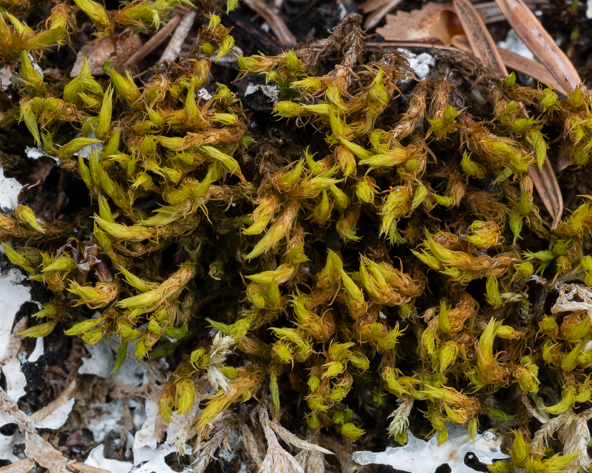 Lyell's Bristle-moss (Pulvigera lyellii), Richardson