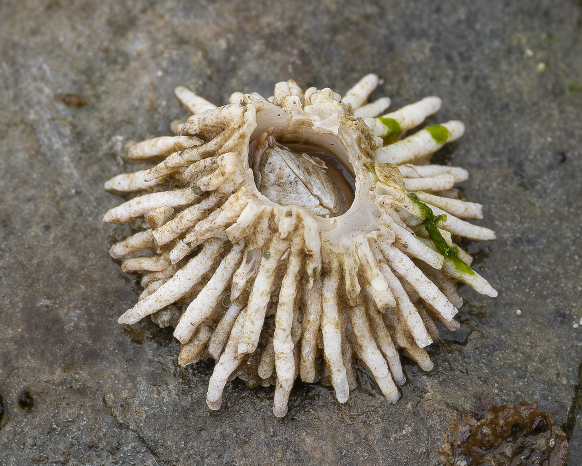 Thatched Barnacle, Davis Head
