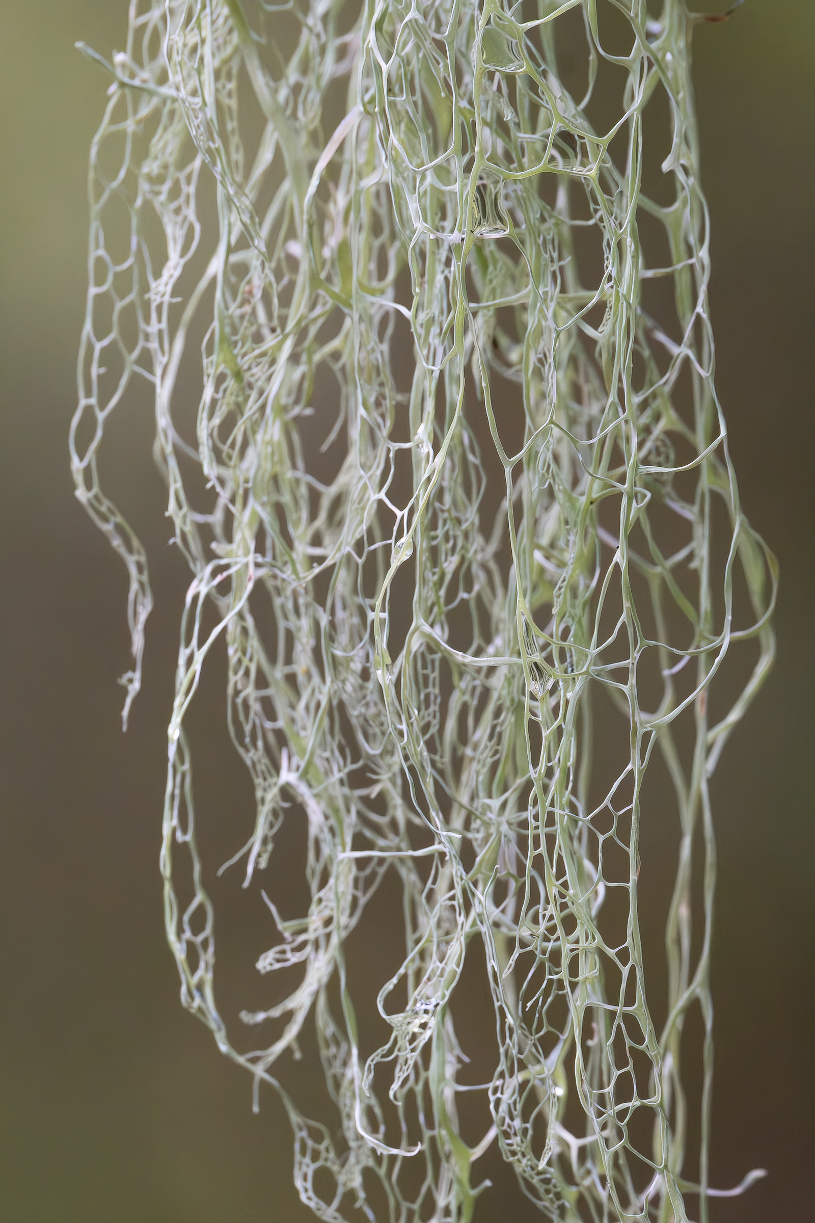 Lace lichen (Ramalina menziesii), Richardson Marsh
