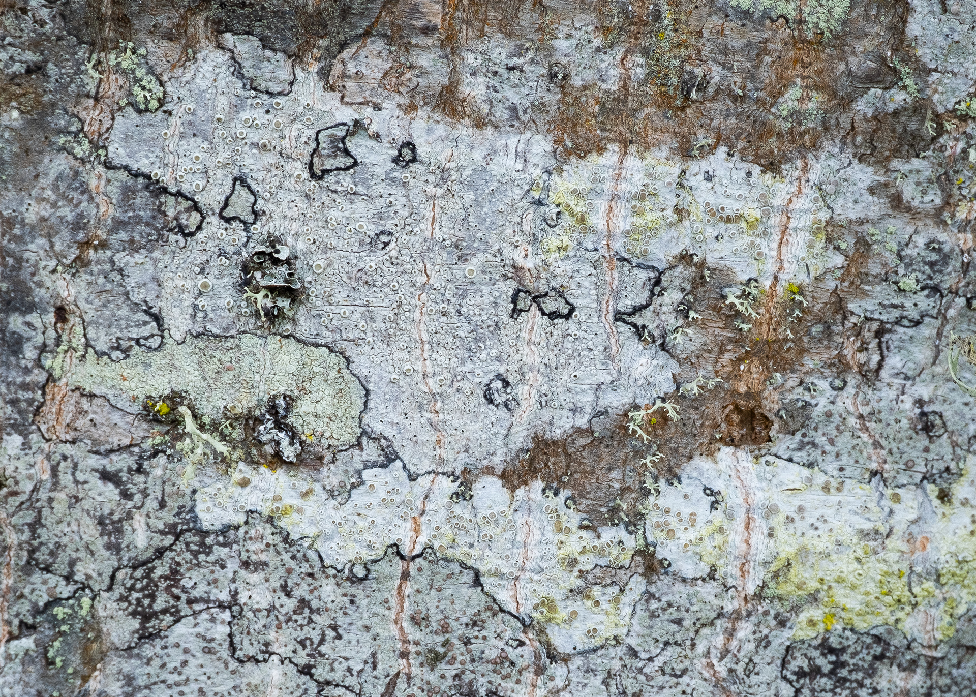Lichens on Maple Tree (Ochrolechia laevigata), Kjargaard Road