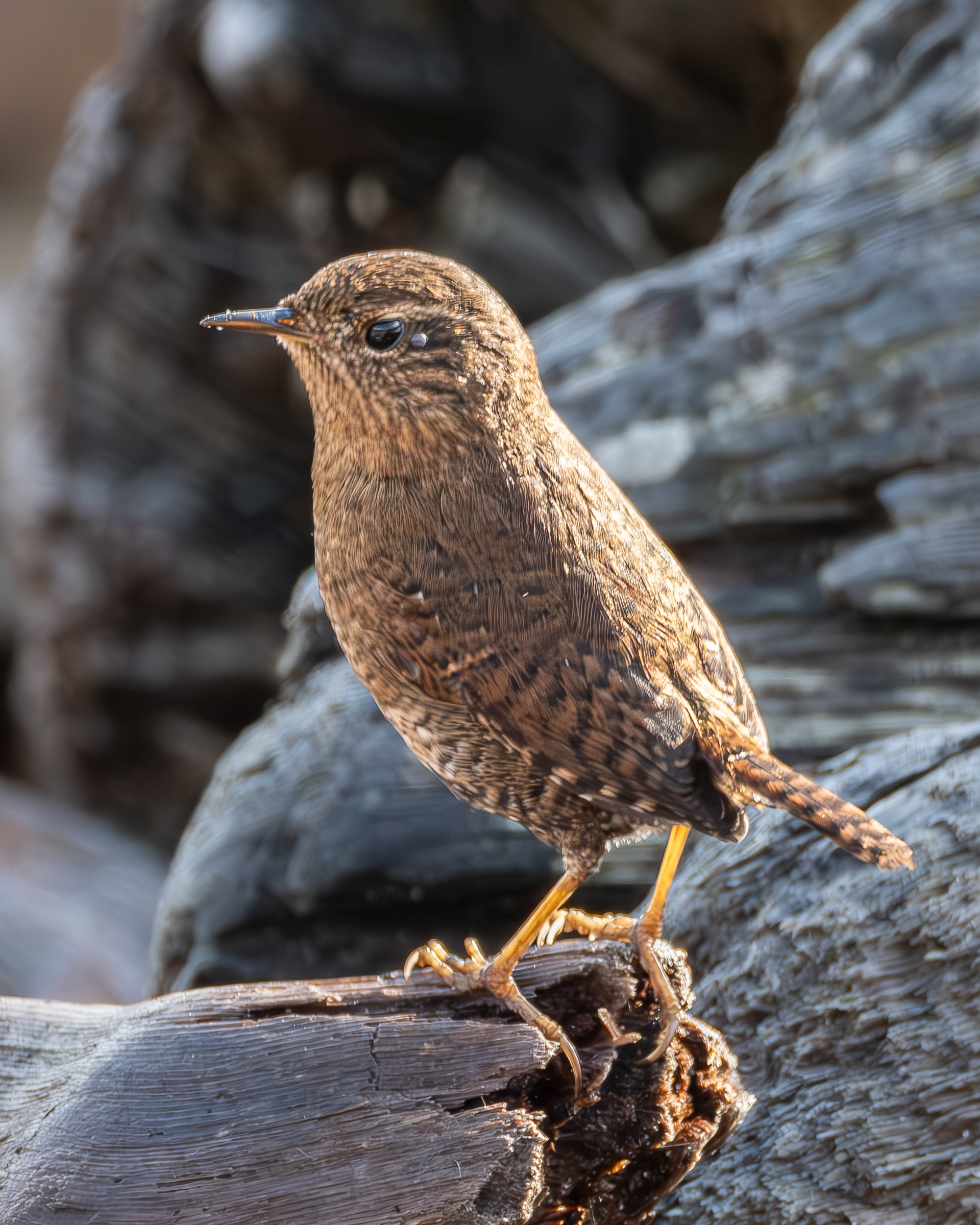Pacific Wren, Spencer Spit