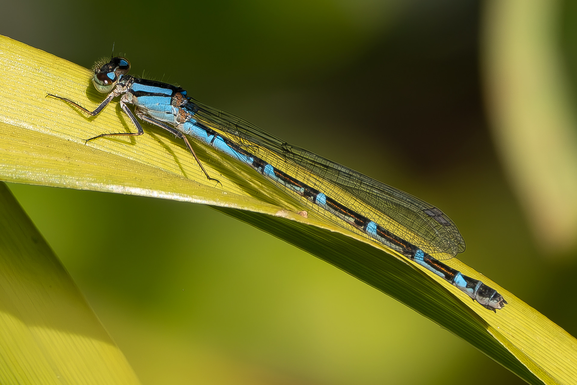 Tule Bluet (Enallagma carunculatum), Kjargaard Road