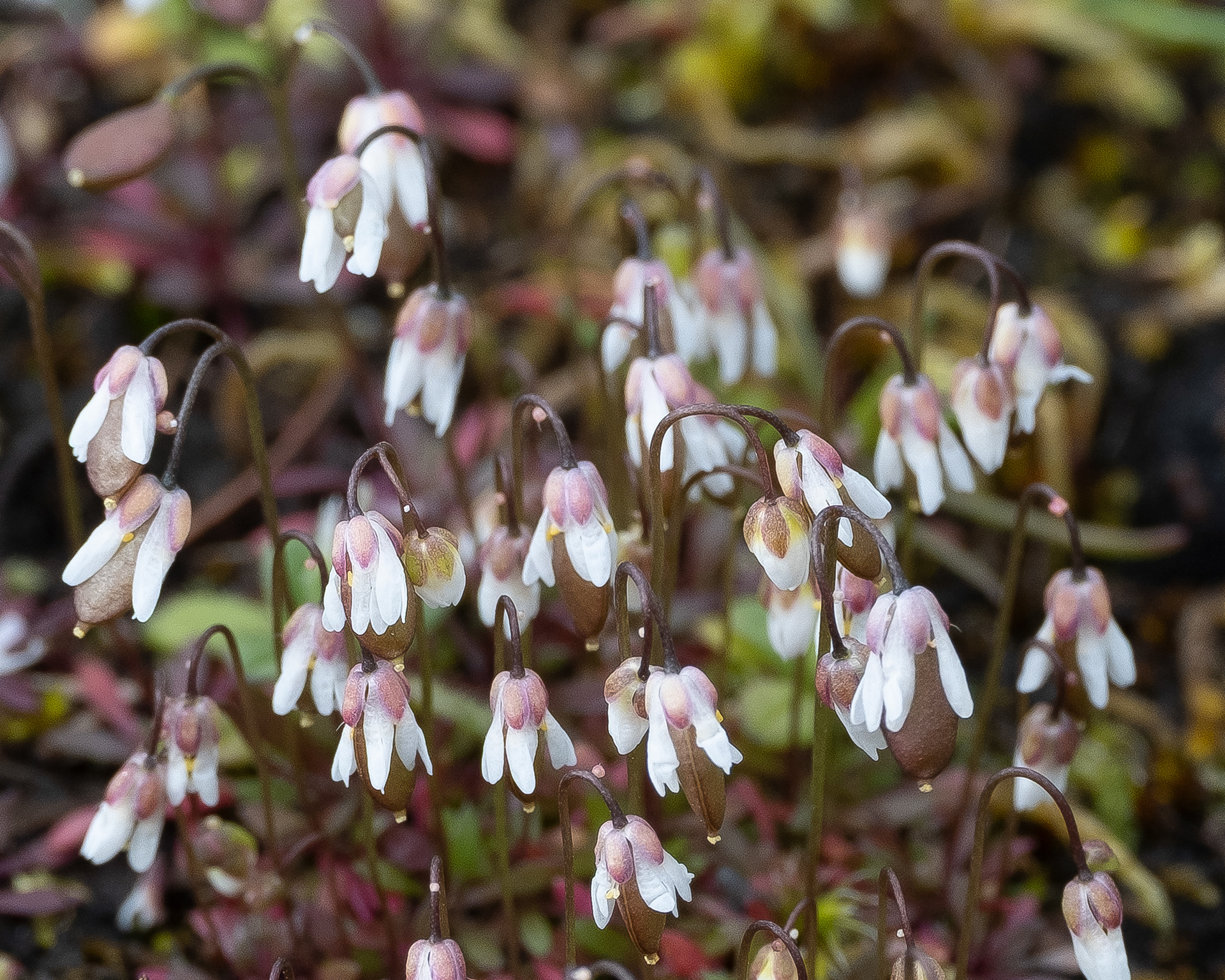 Common Whitlow Grass (Draba verna), Chadwick Hill