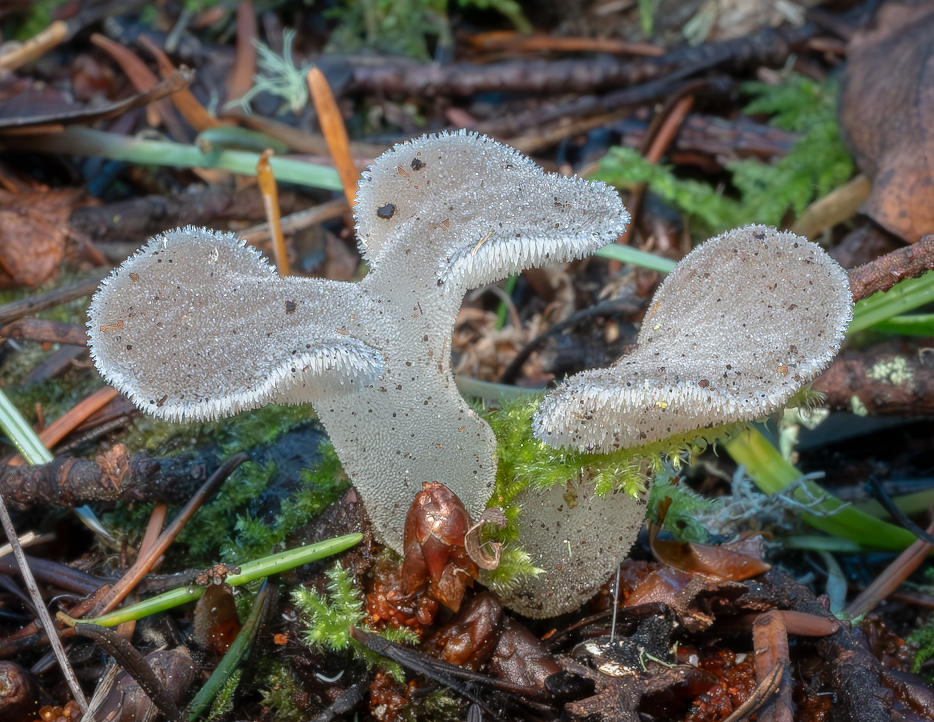 oothed jelly fungus (Pseudohydnum gelatinosum), Point Colville