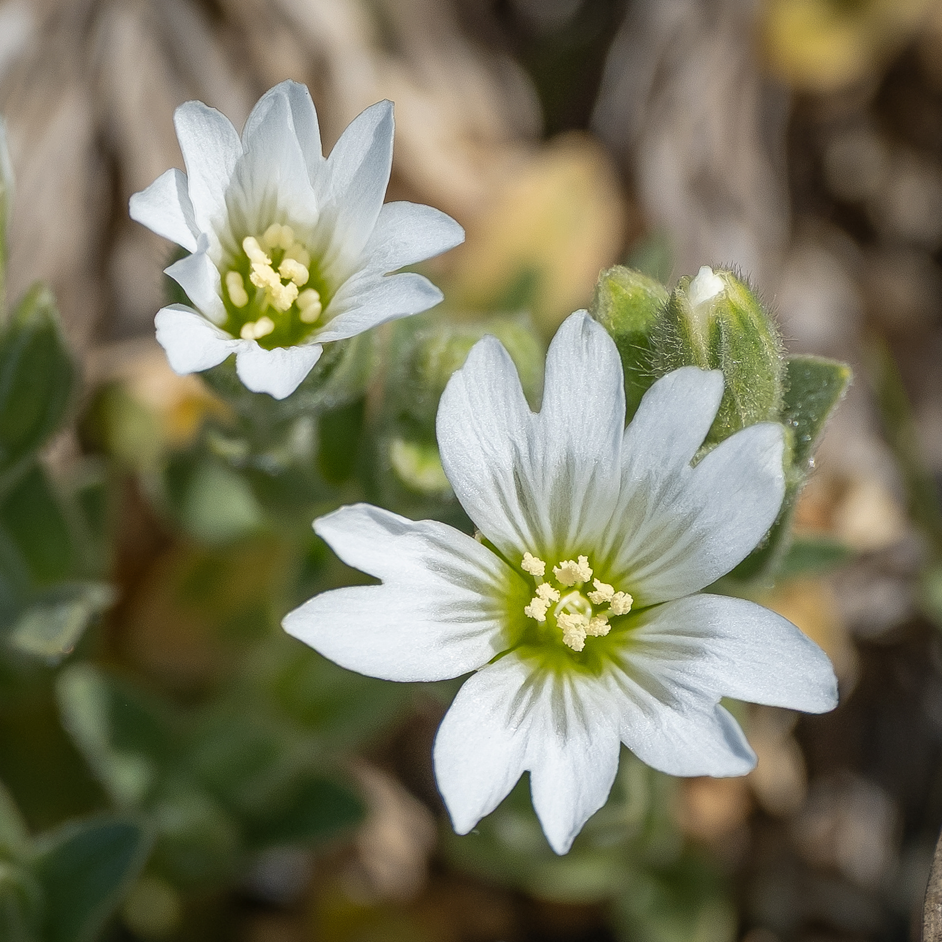 Field Chickweed, (Cerastium arvense), Iceberg Point