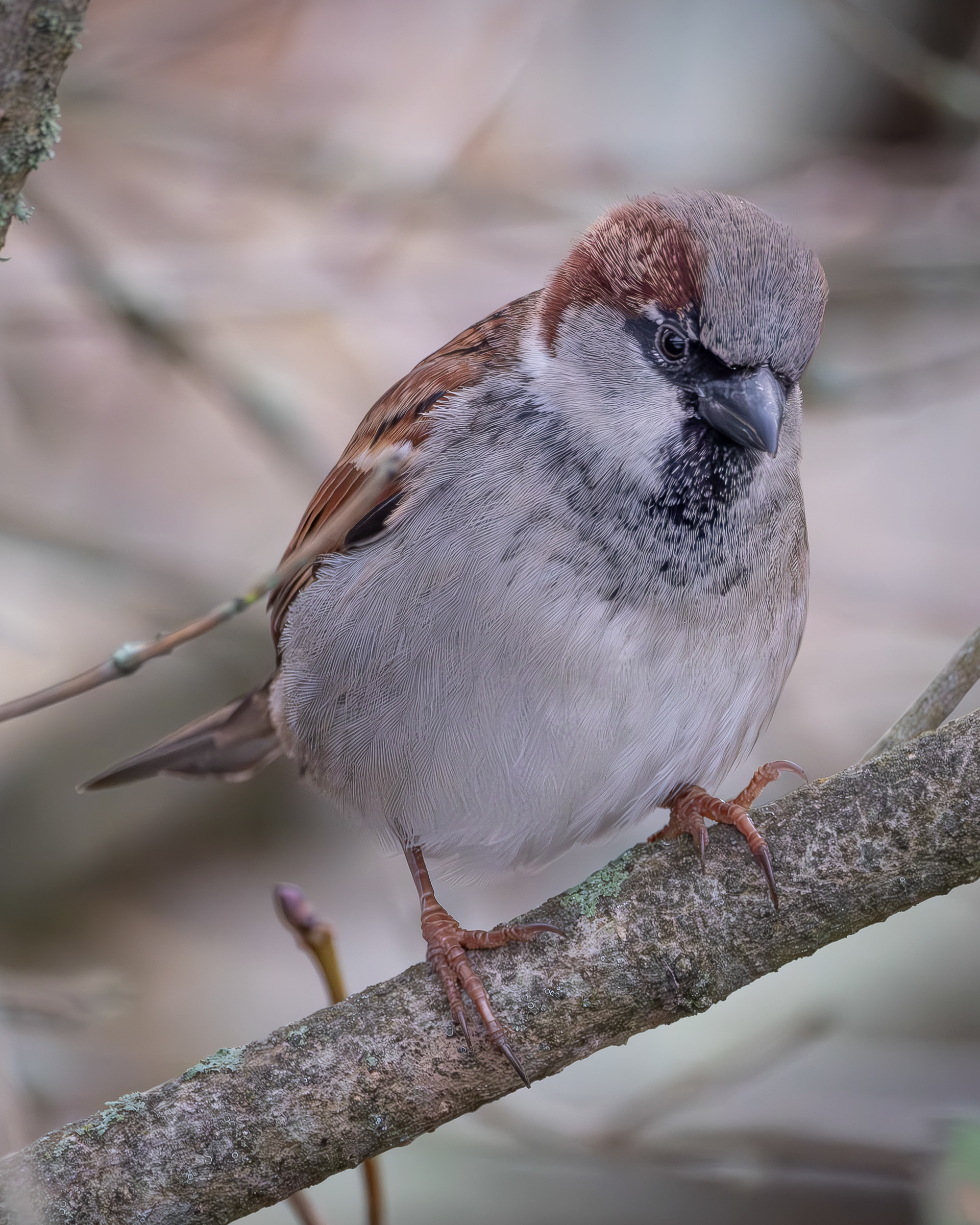 House Sparrow, Post Office