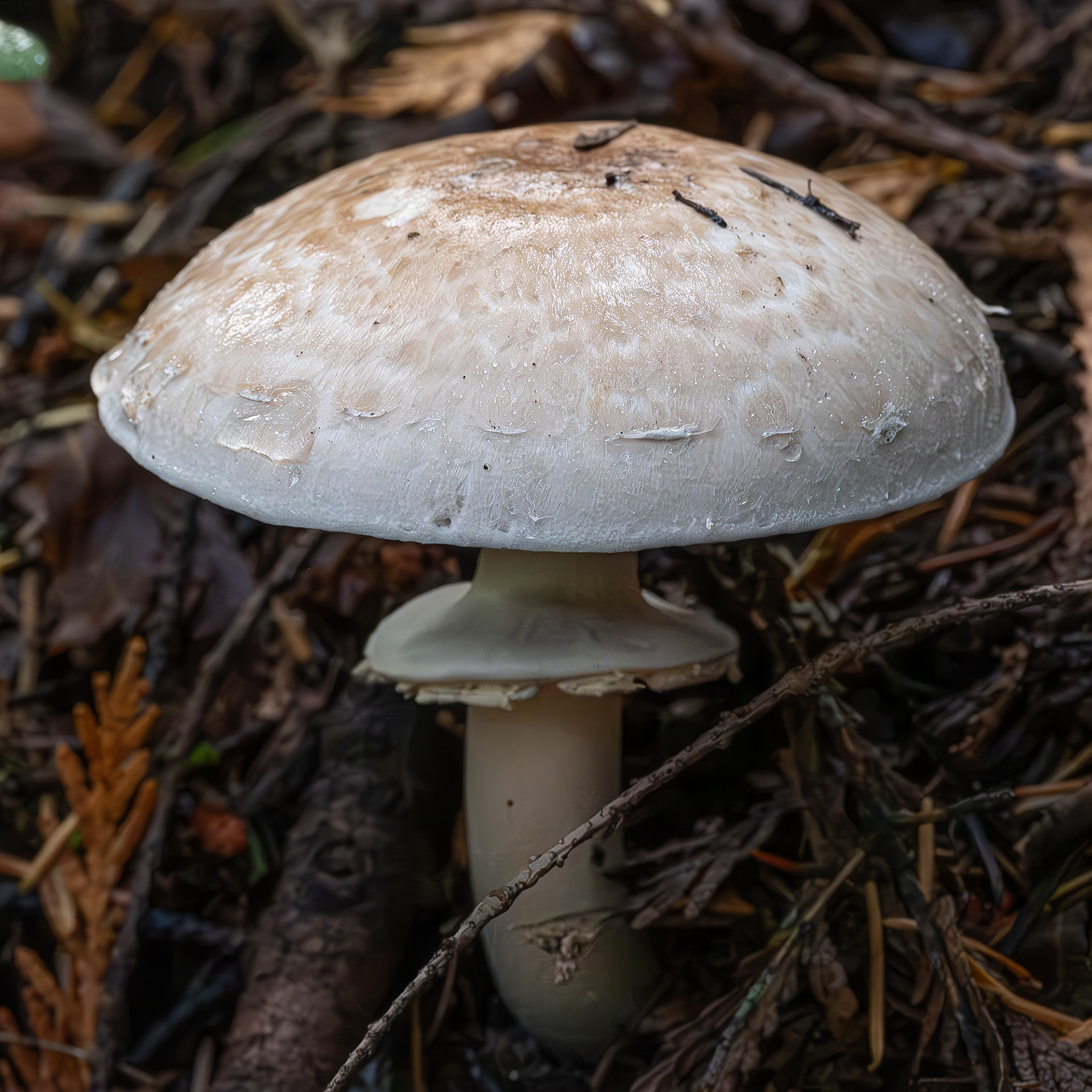 Felt-ringed agaricus (Agaricus hondensis), Hummel Lake Preserve