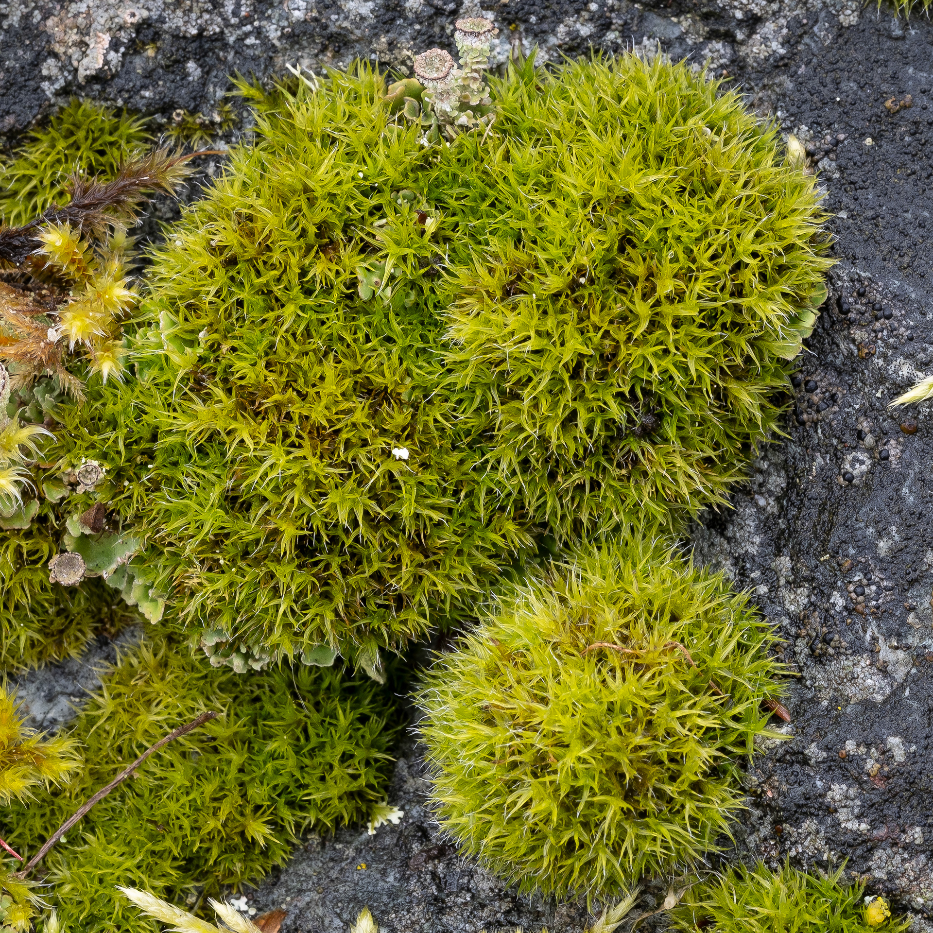 Grey cushioned Grimmia (Grimmia pulvinata), Kjargaard Road