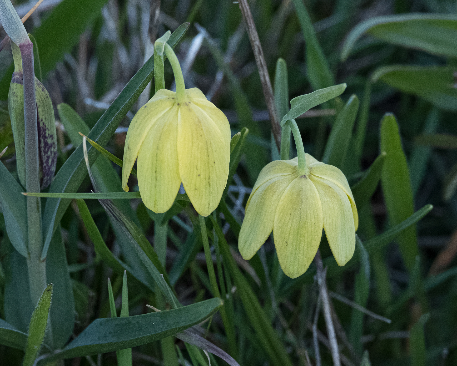 Yellow chocolate lily (Fritillaria lanceolata) Iceberg Point