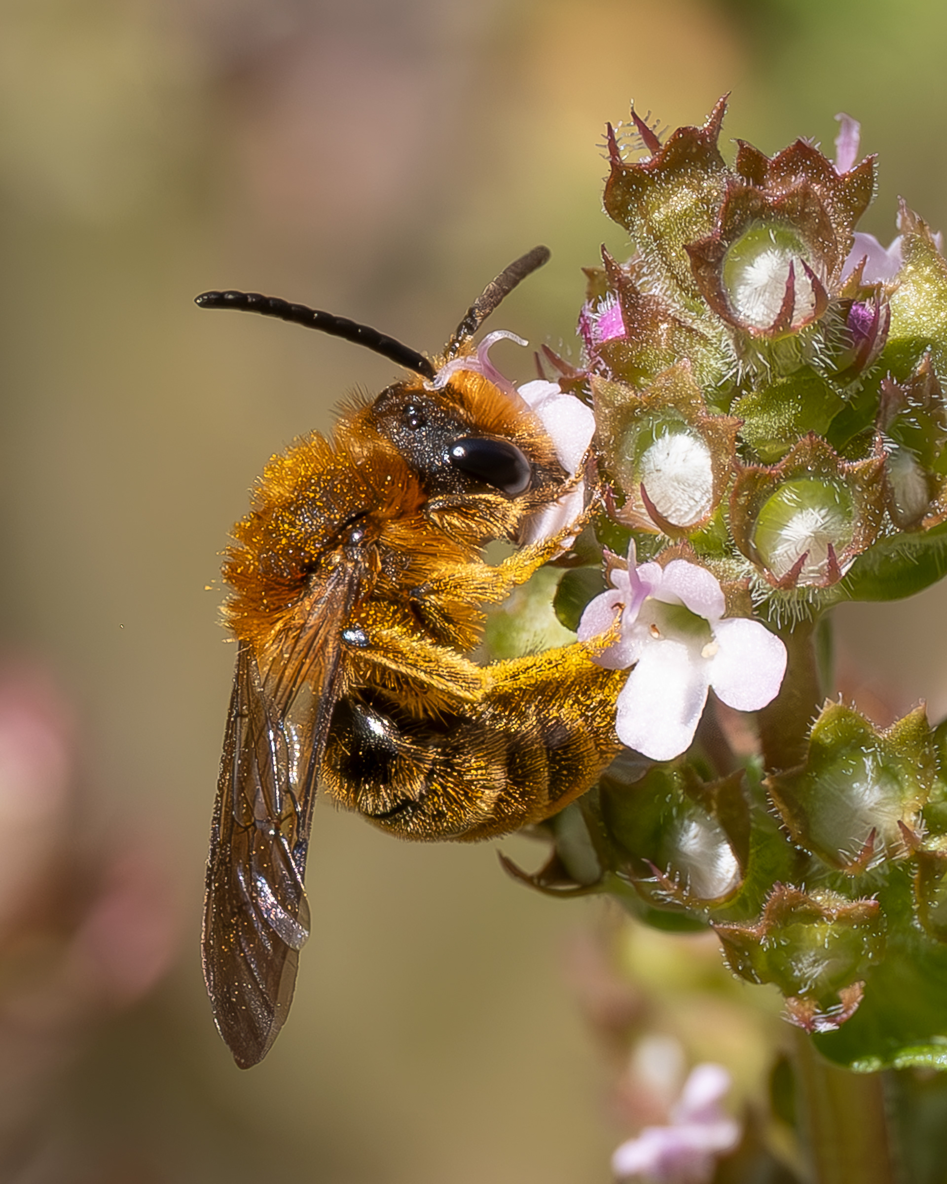 Prunus Miner Bee (Andrena prunorum), Kjargaard Road