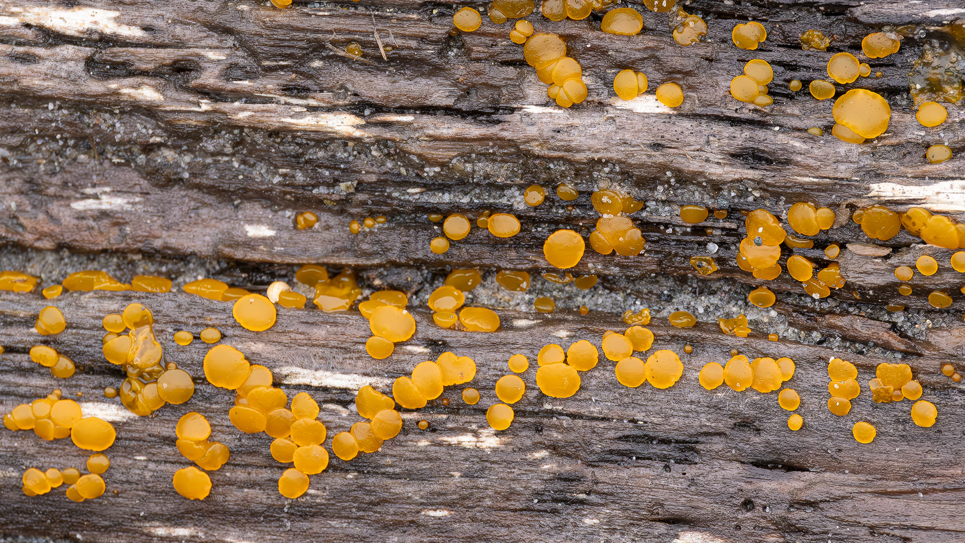 Common jelly spot ( Dacrymyces stillatus), Upright Channel
