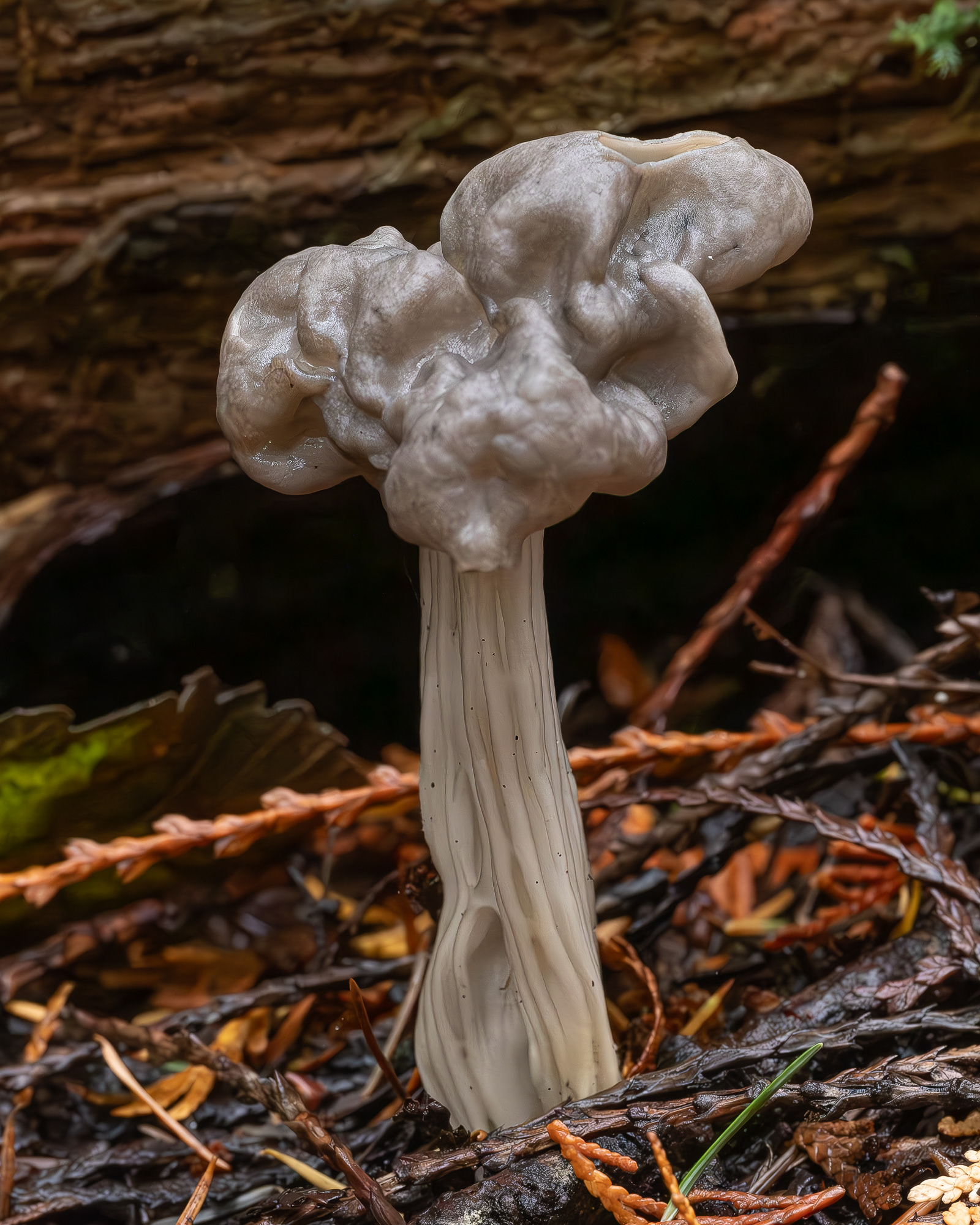 Western elfin saddle (Helvella vespertina), Hummel Lake Preserve