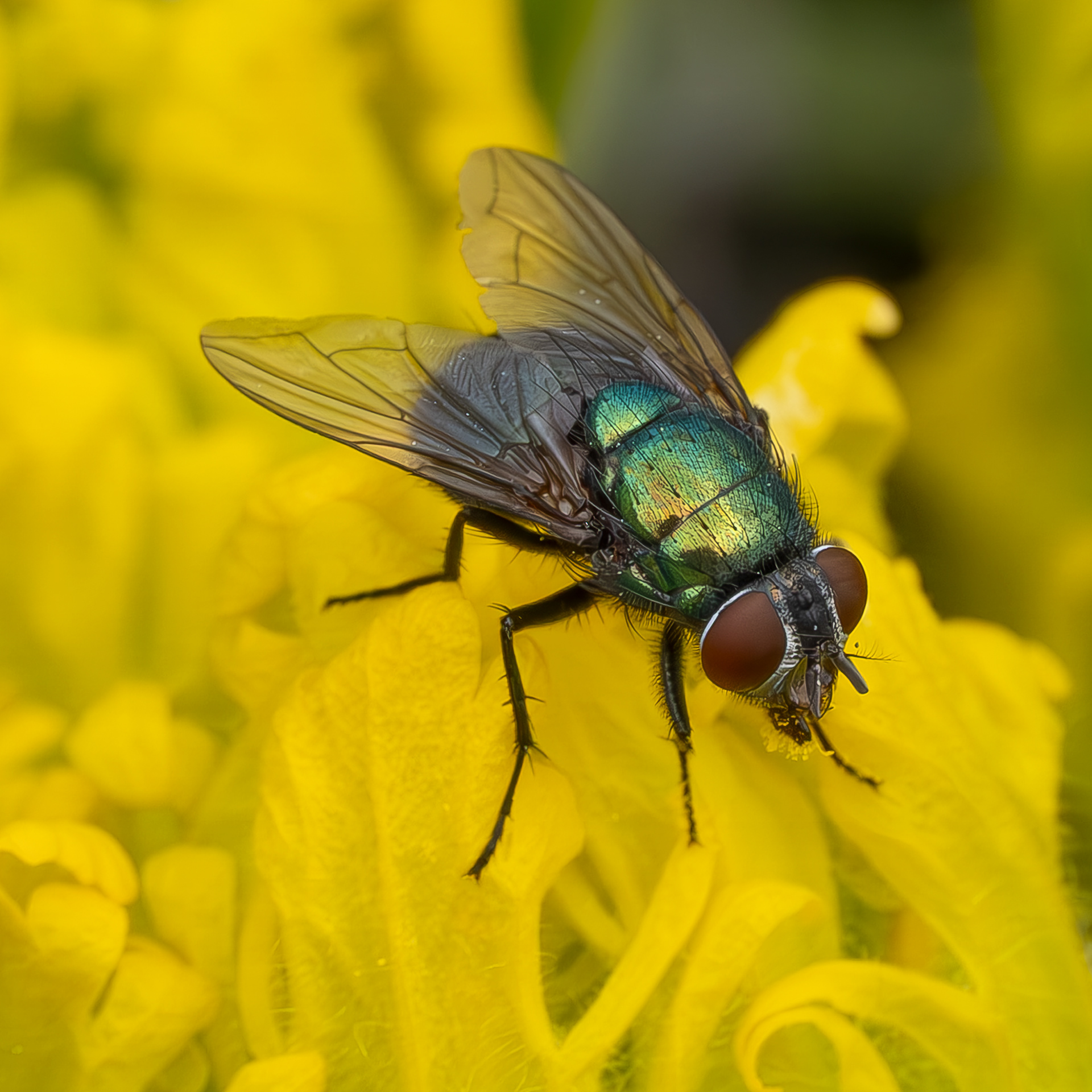 Common European Greenbottle Fly (Lucilia sericata), Kjargaard Road
