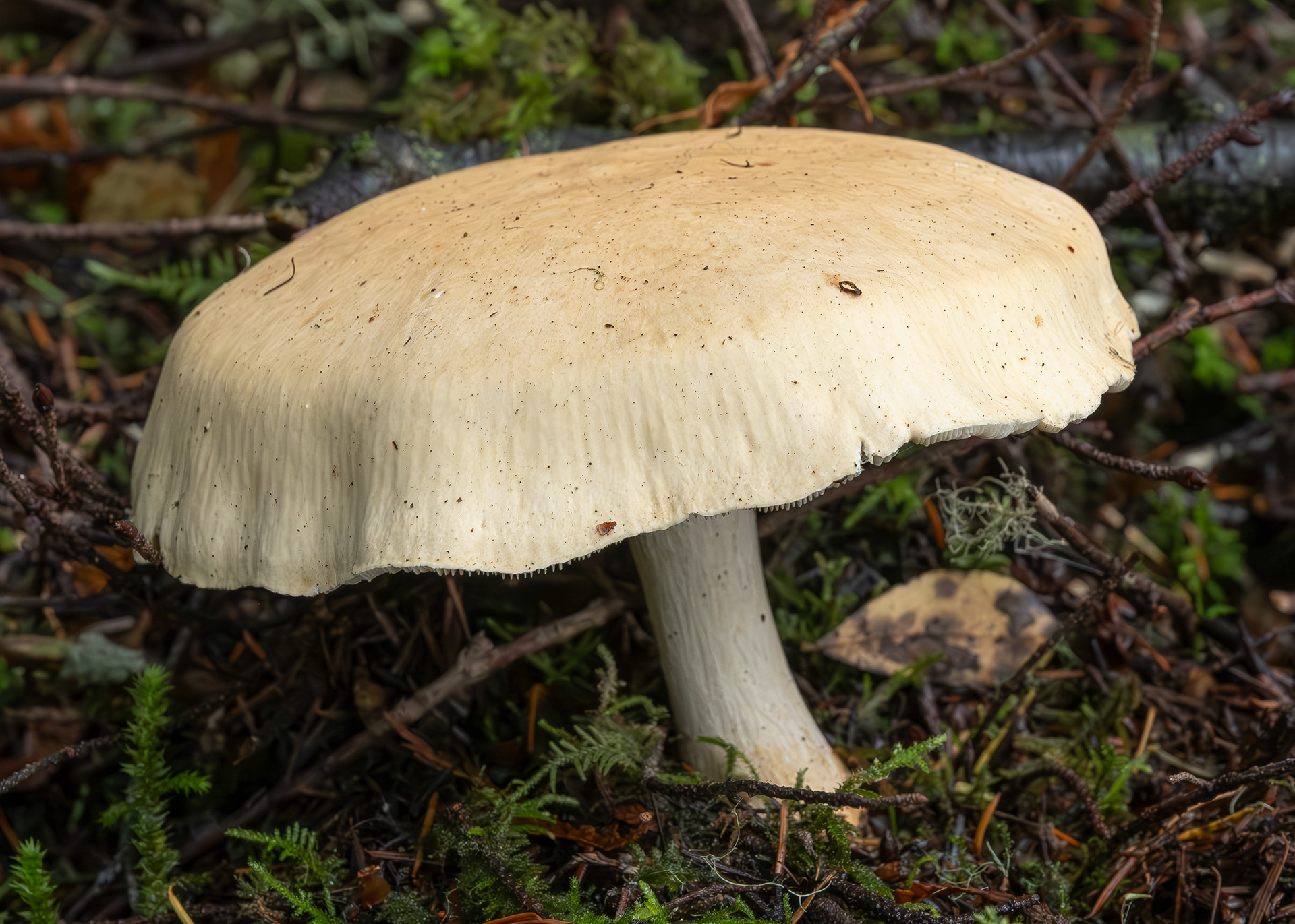 Large White Leucopaxallus (Leucopaxallus albissimus), Lopez Hill