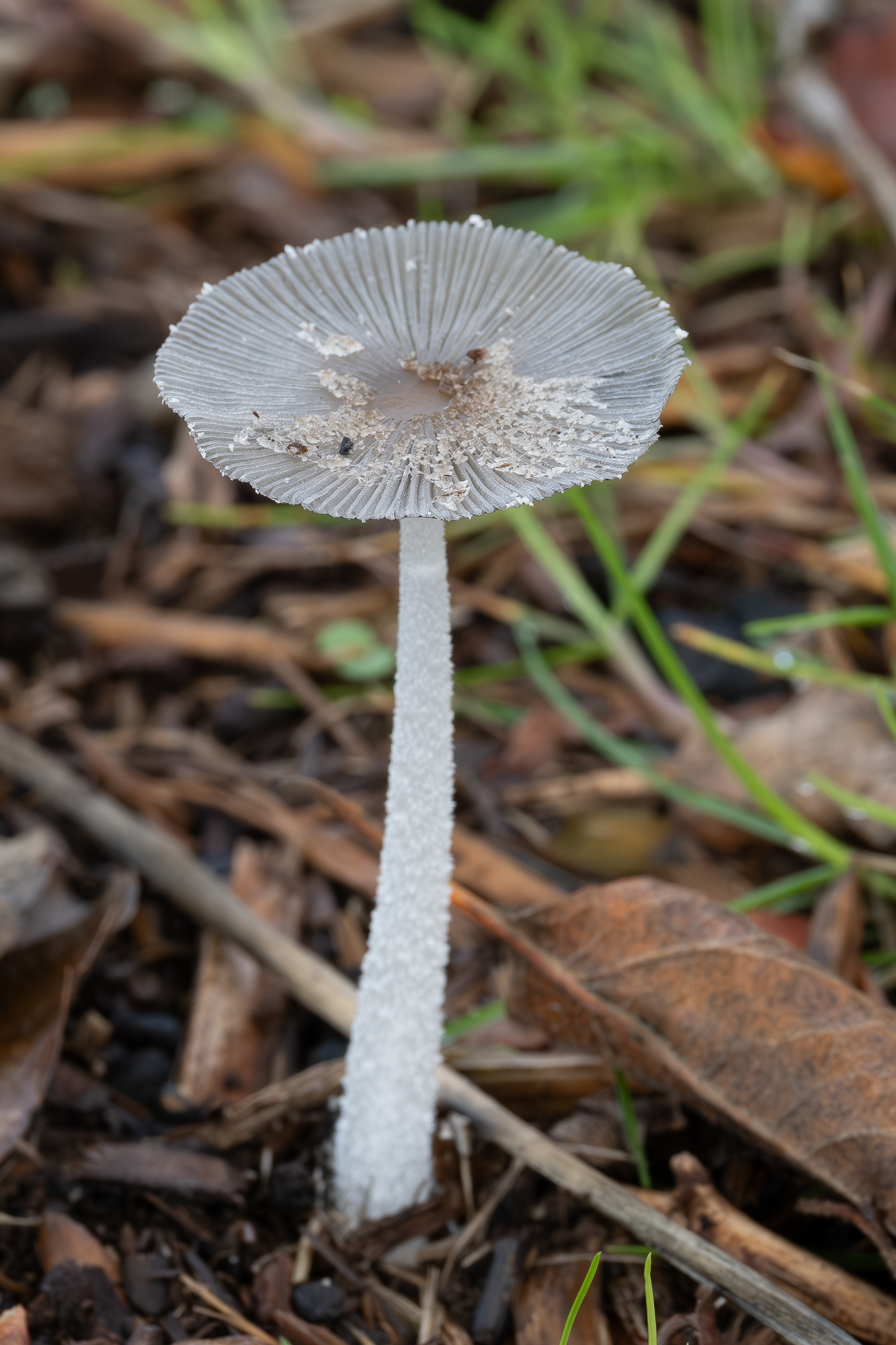Hare's foot ink cap (Coprinopsis lagopus), Kjargaard Road
