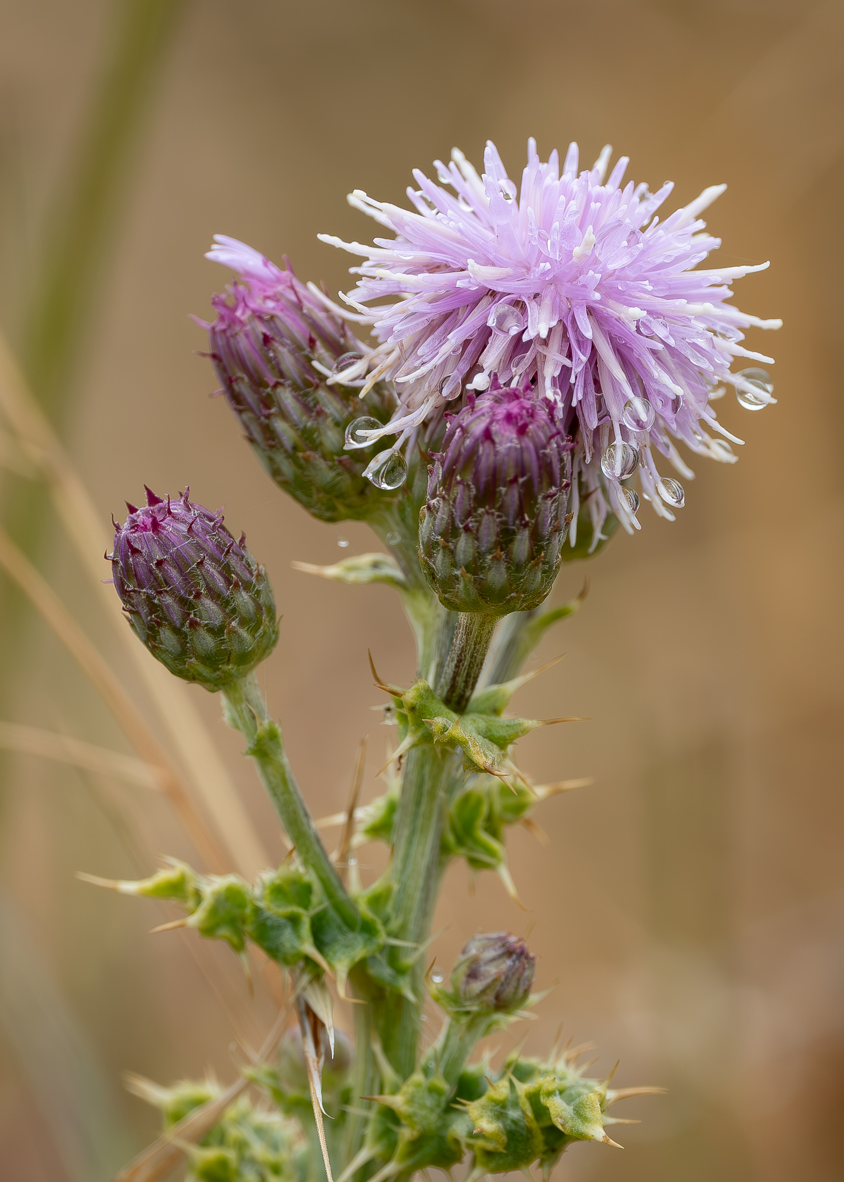 Creeping Thistle (Cirsium arvense), Iceberg Point