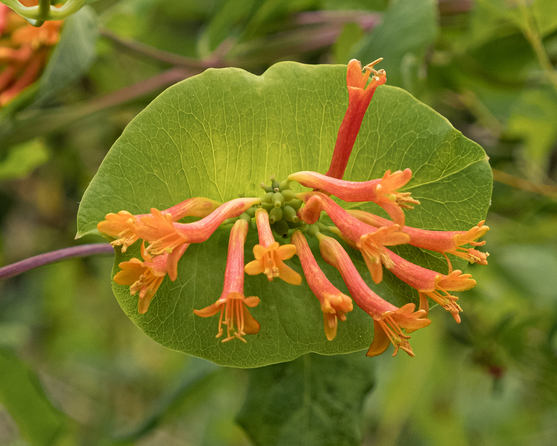 Orange honeysuckle (Lonicera ciliosa), Davis Bay Road