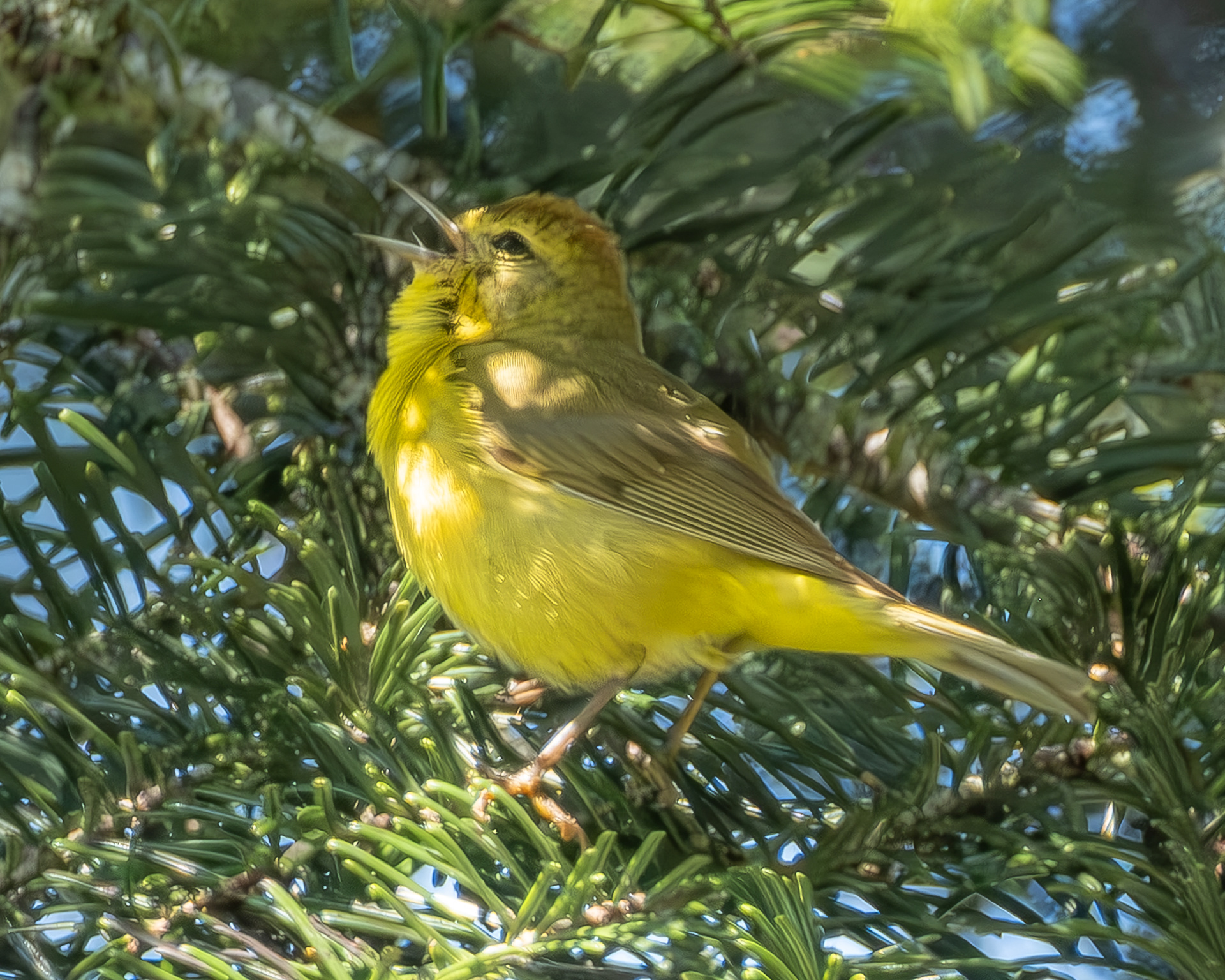 Orange-crowned Warbler, Richardson Marsh