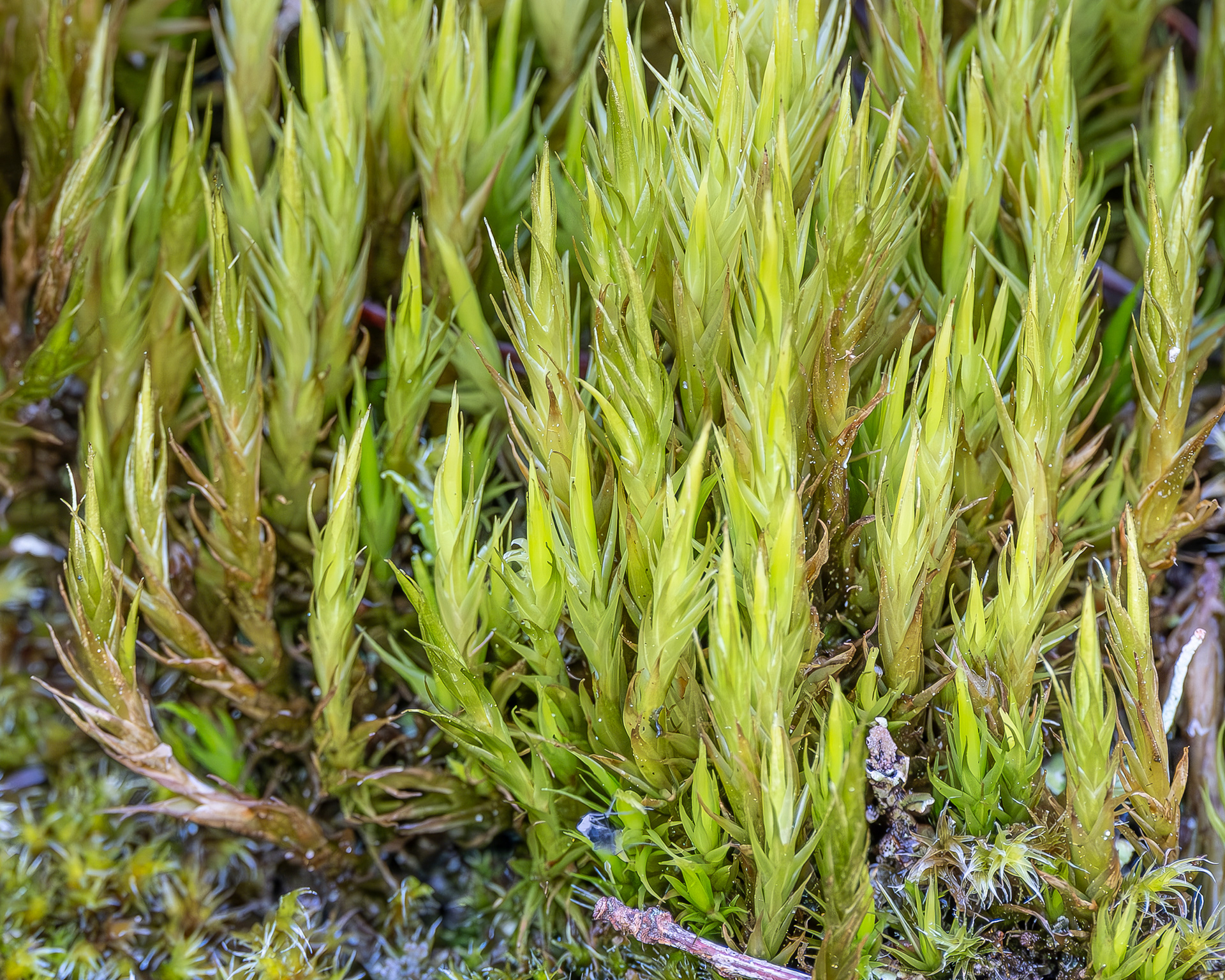 Broom forkmoss (Dicranum scoparium) Richardson Marsh Overlook