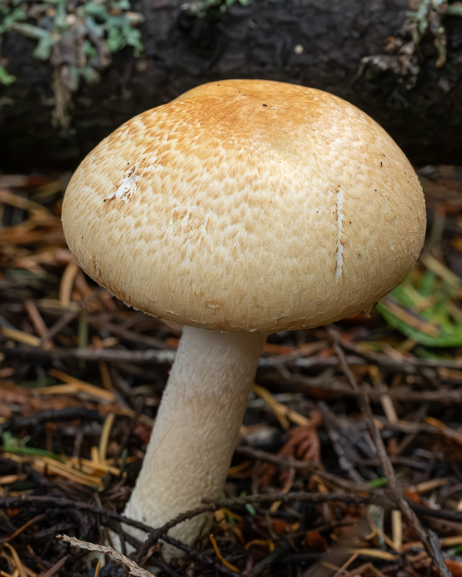 The Prince (Agaricus Augustus), Hummel Lake Preserve