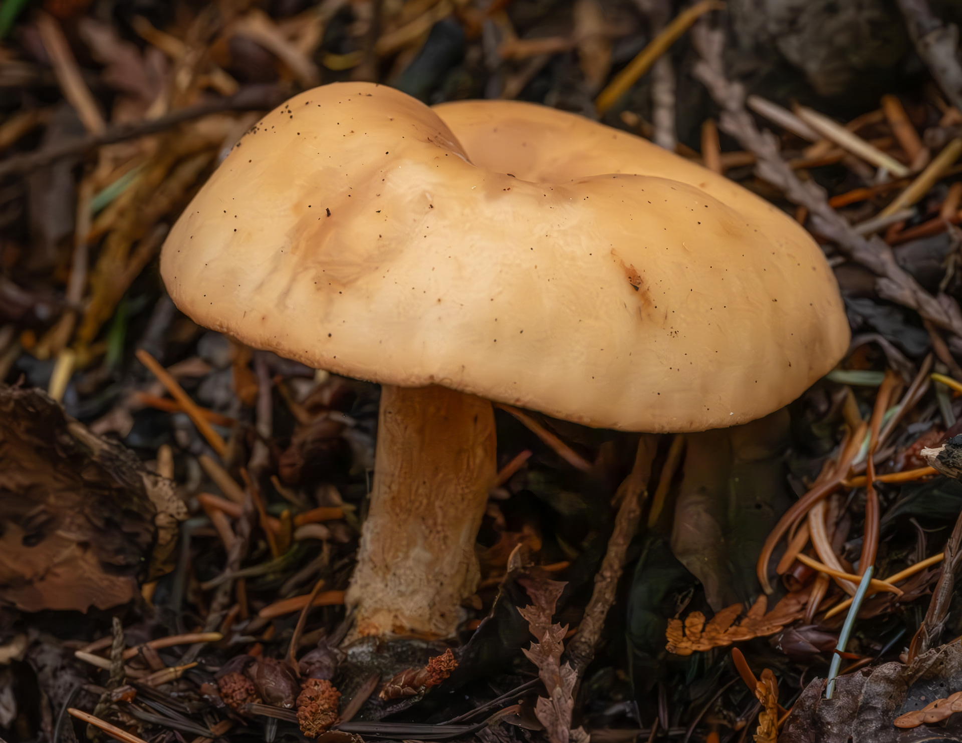 Tawny funnel cap (Paralepista flaccida), Hummel Lake Preserve