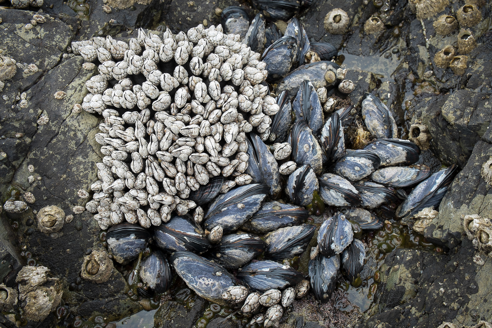 Goose barnacles and California mussel, Iceberg Point