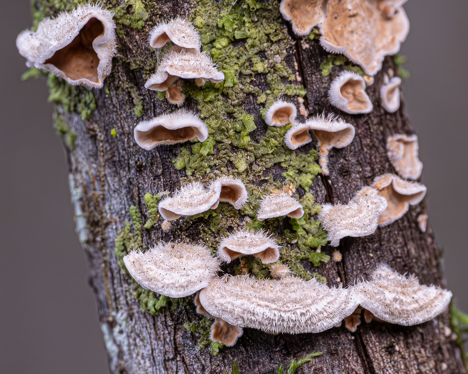 Leaf fungus, (Stereum ochraceoflavum), Richardson Marsh Preserve