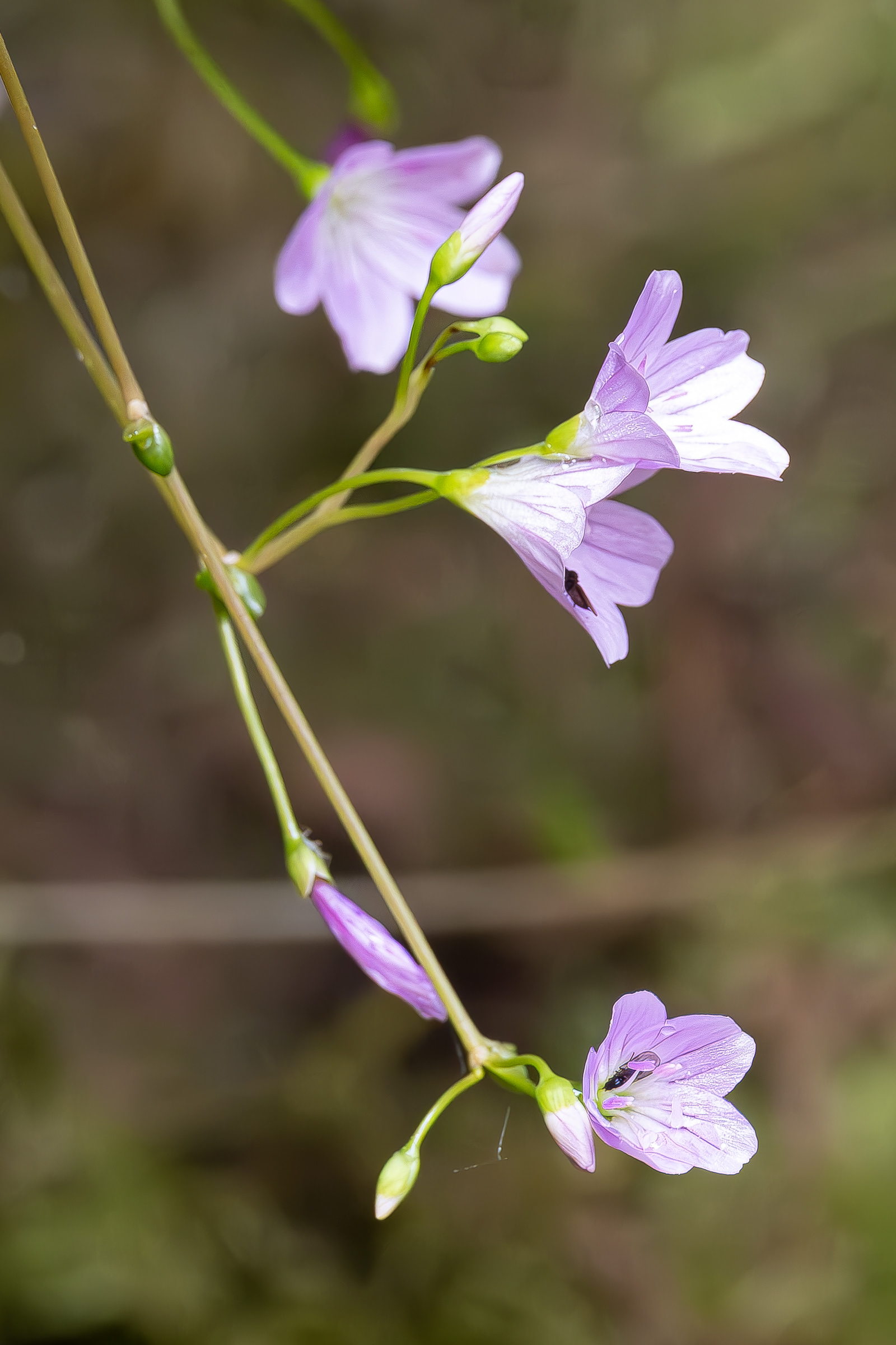 Small-leaved Montia (Montia parvifolia), Lopez Hill