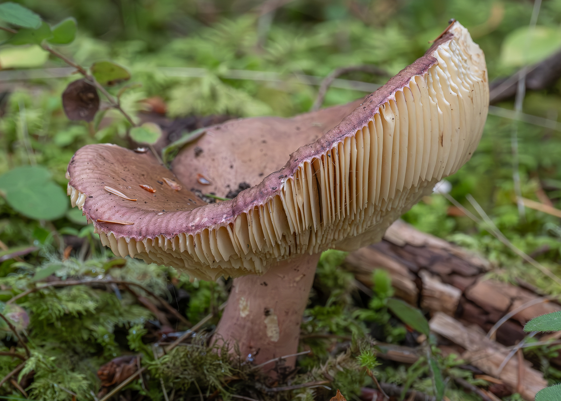 Shrimp russula (Russula xerampelina), Point Colville
