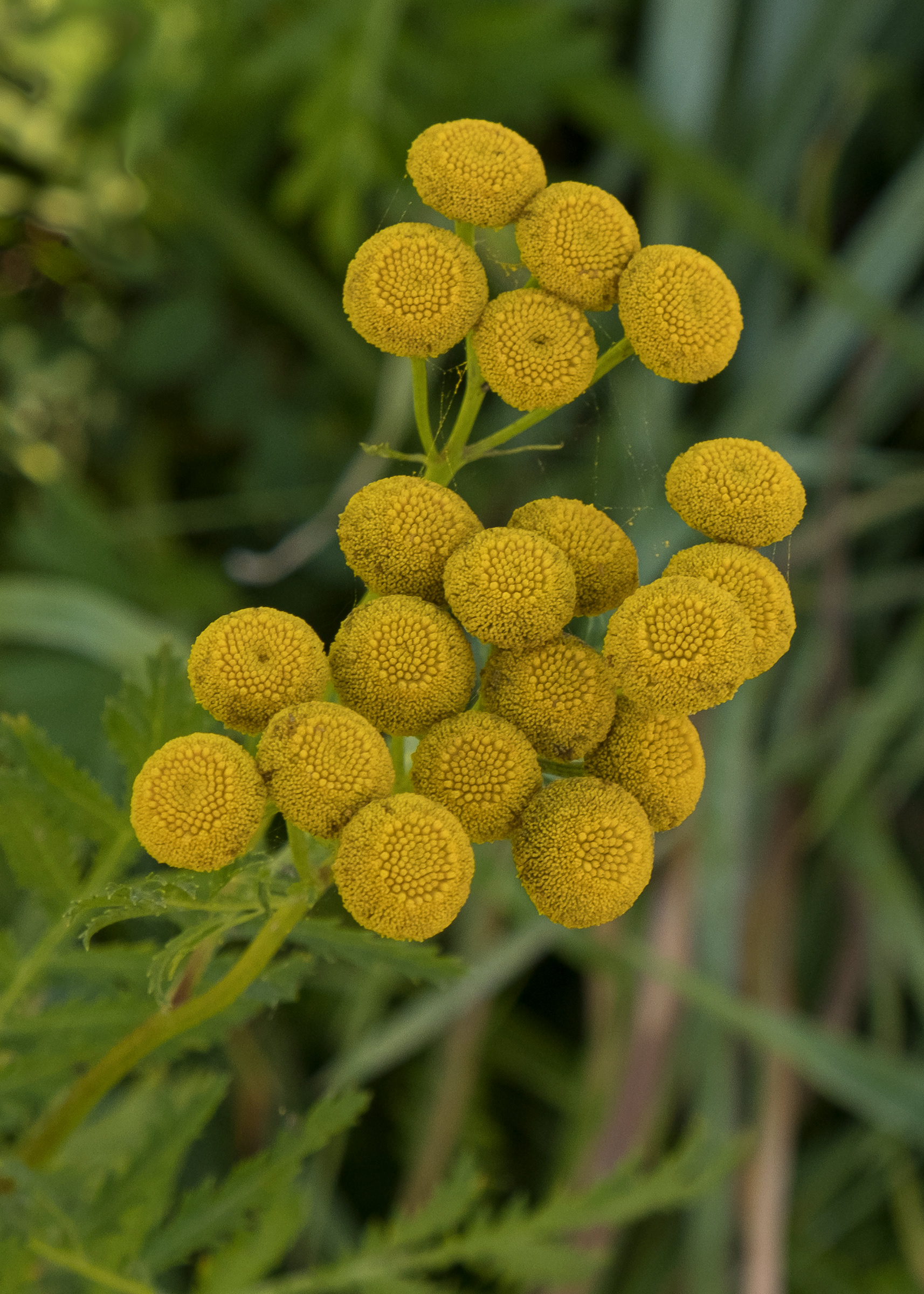Tansy (Tanacetum vulgare), Richardson Road - Noxious Class B