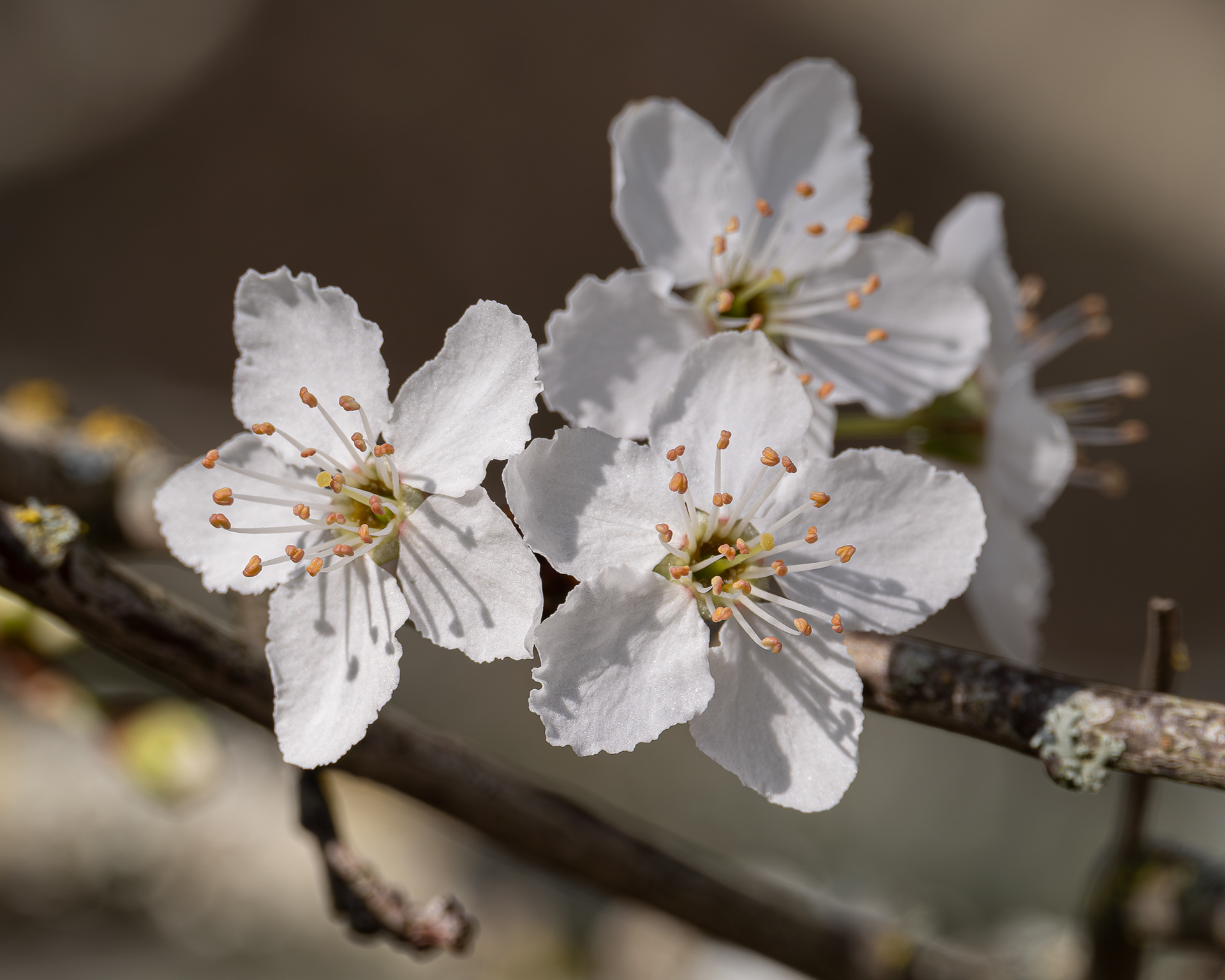 Wild Plum, Spencer Spit