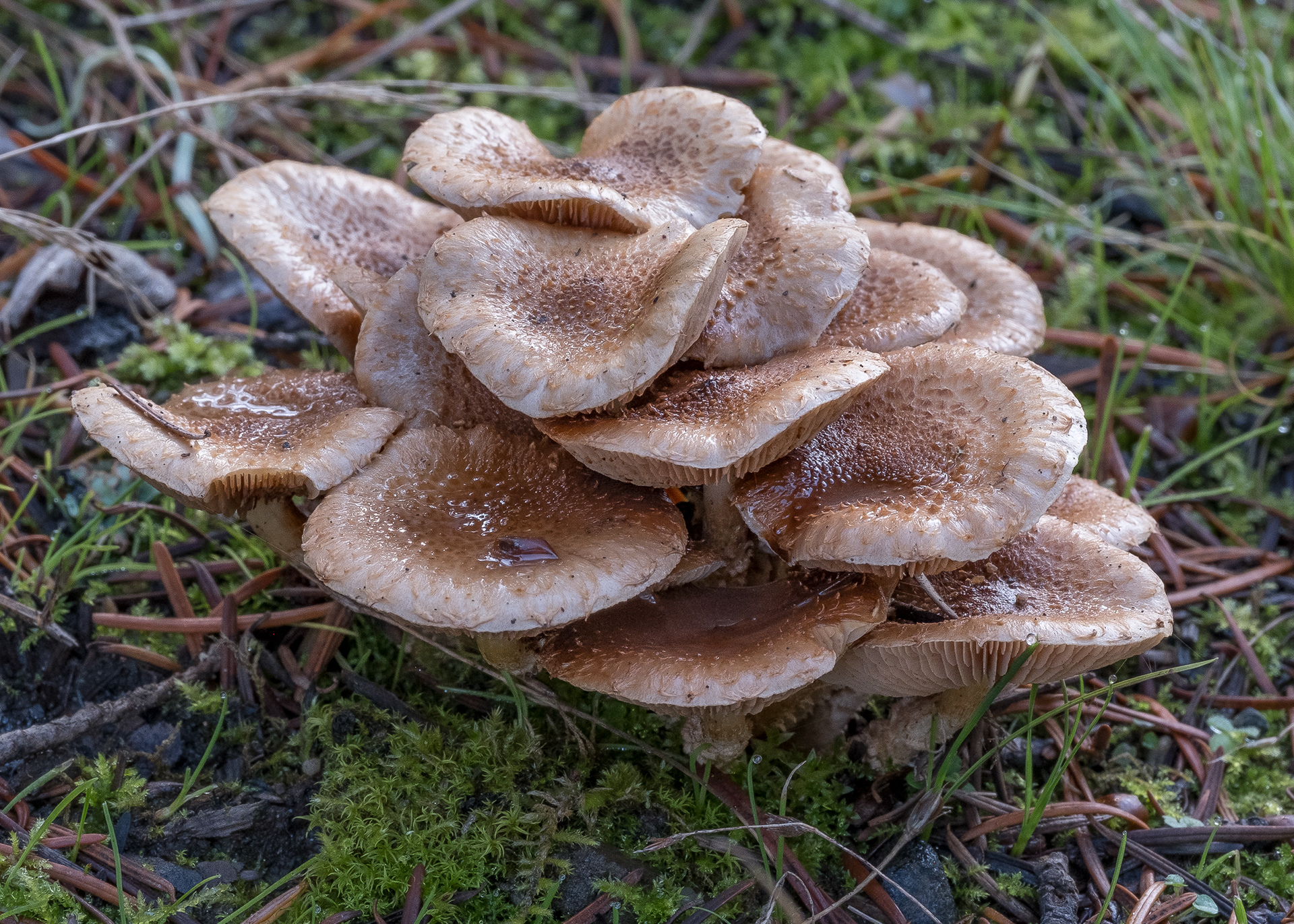 Ground Pholiota (Pholiota terrestris) Richardson Road