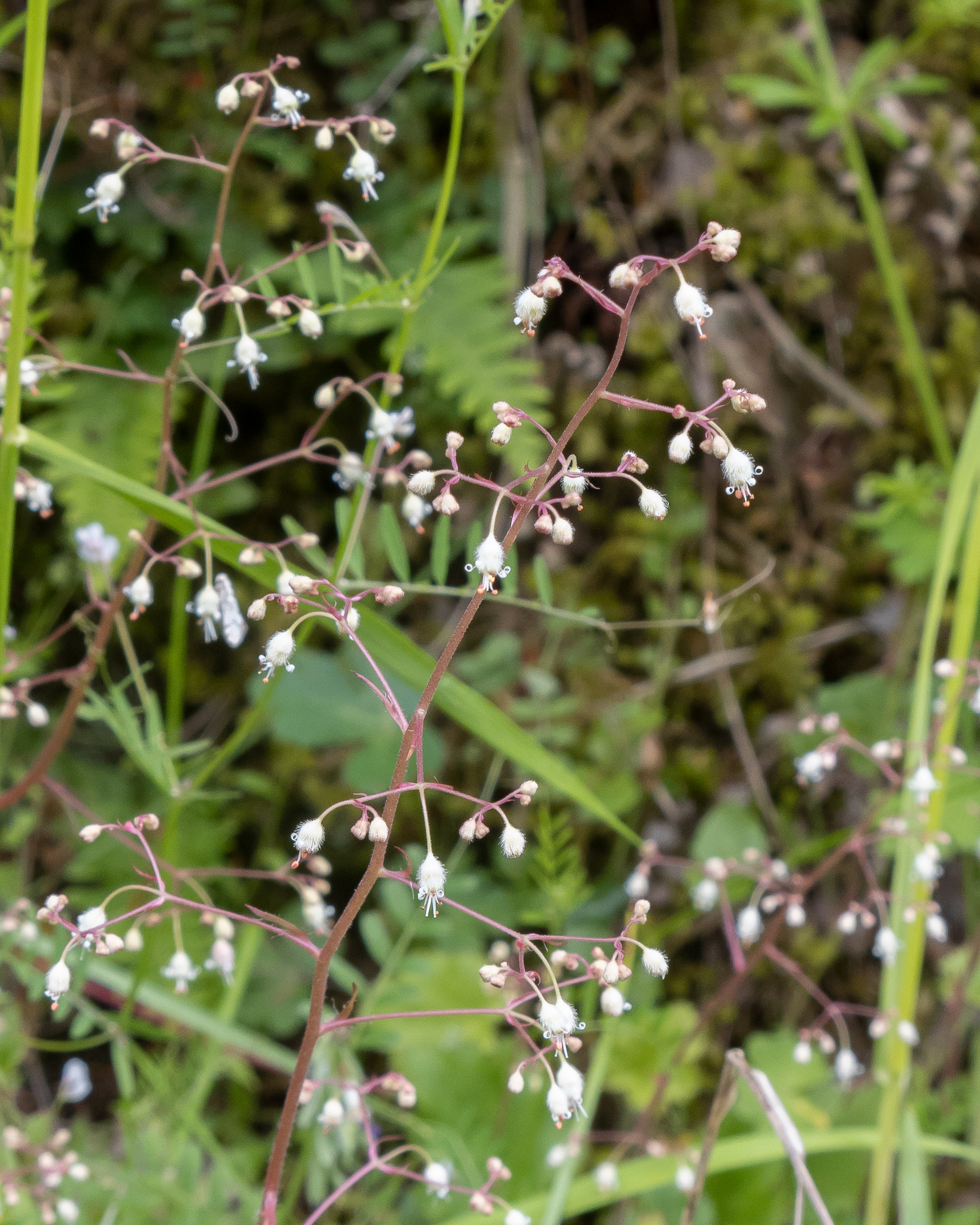 Small-flowered alumroot (Heuchera micrantha), MacKaye Harbor
