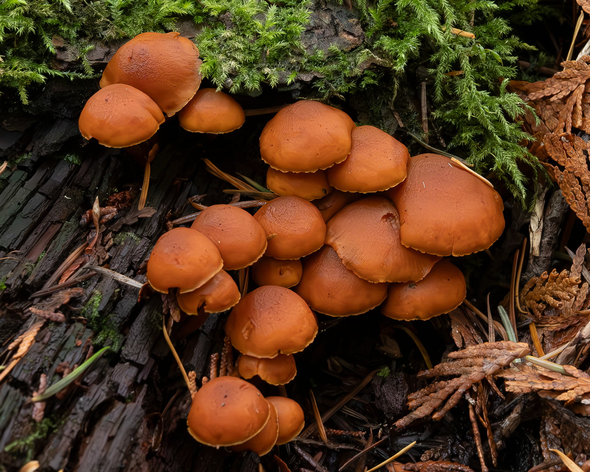 Scaly rustgill (Gymnopilus sapineus), Hummel Lake Preserve
