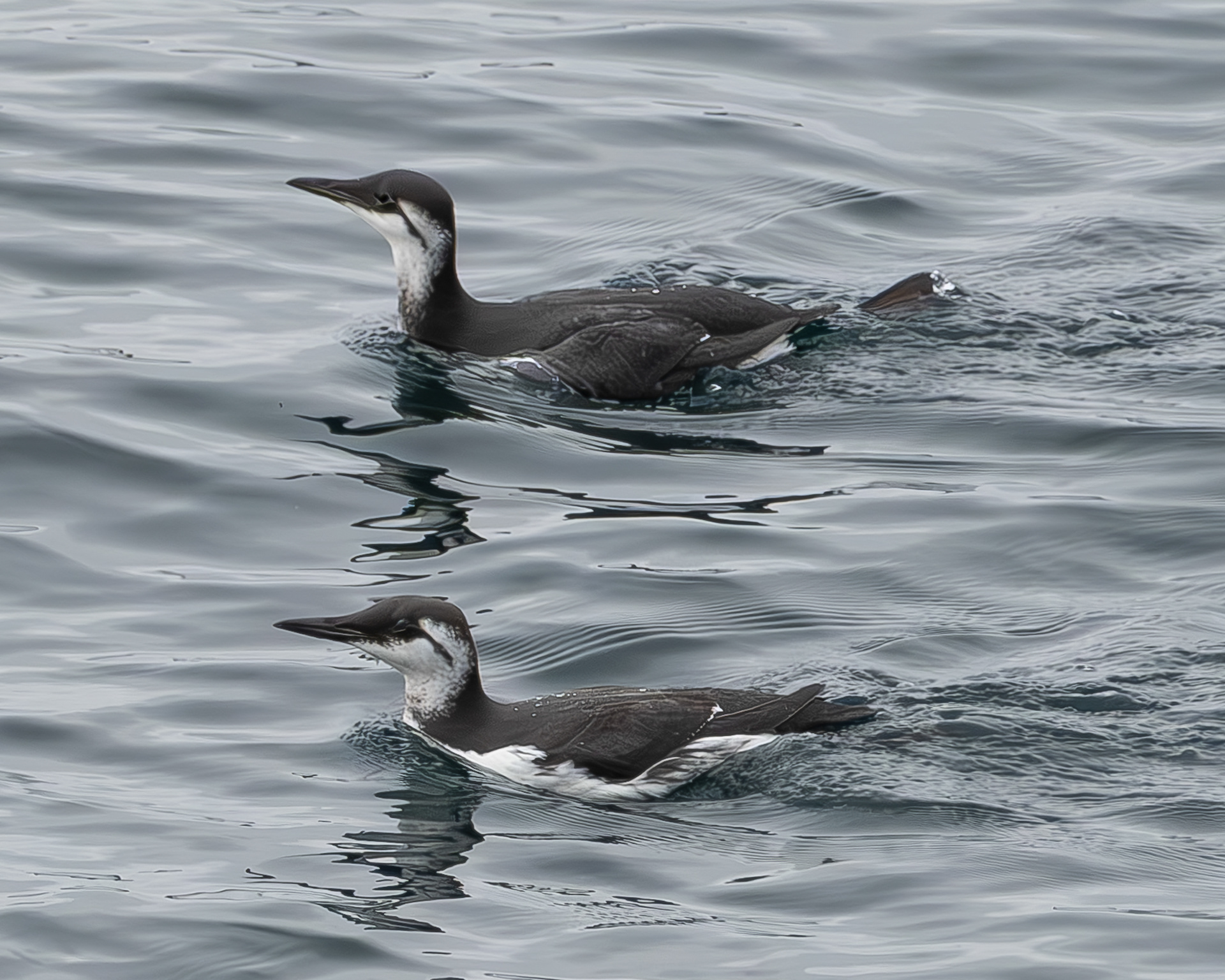 Common Murres, Shark Reef