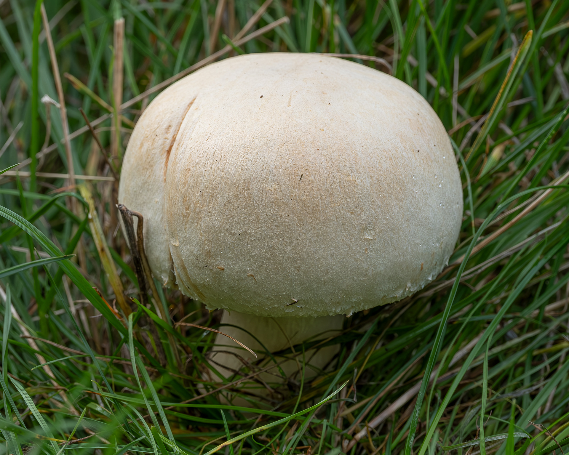 Meadow mushroom (Agaricus campestris), Shark Reef