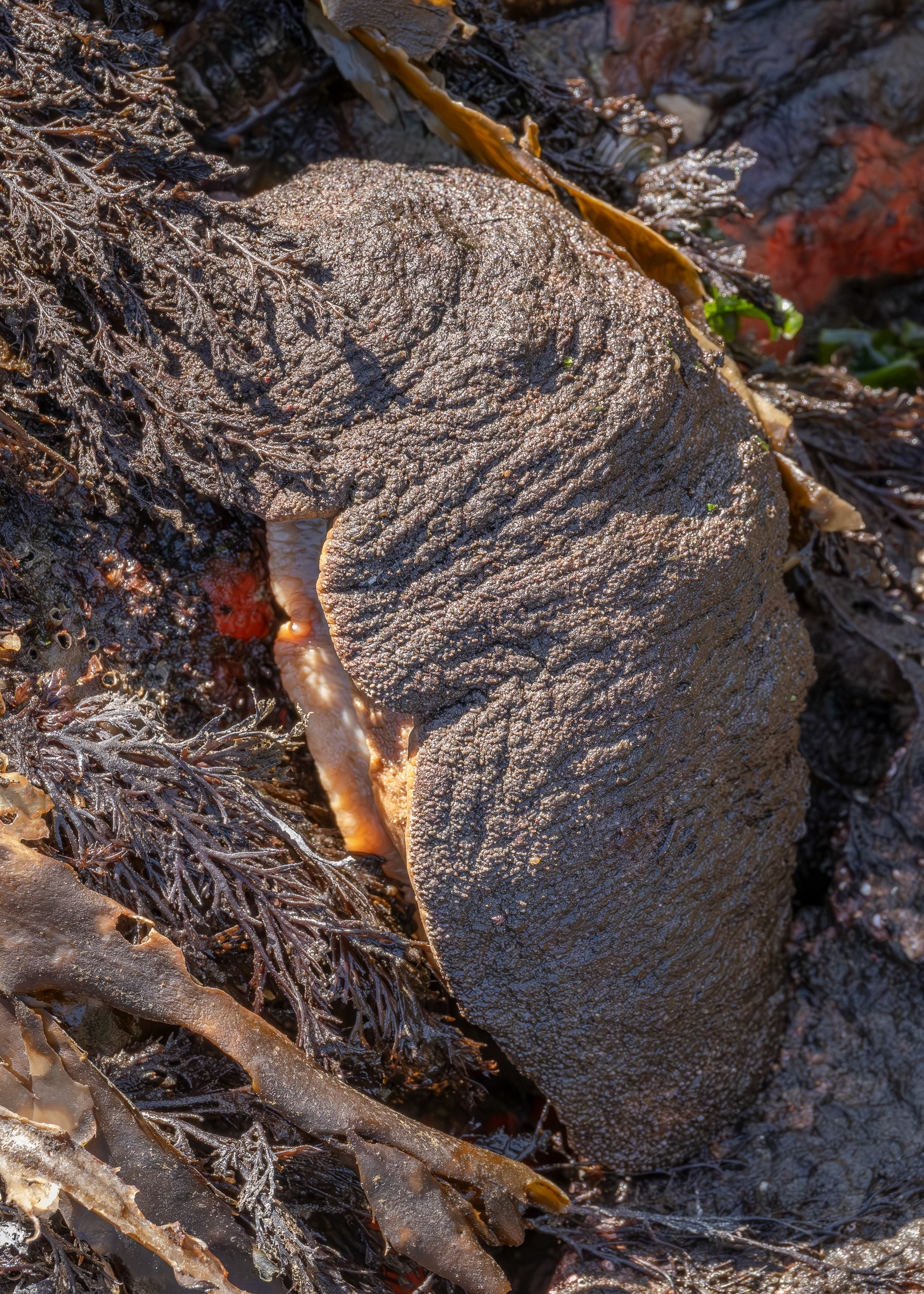Gumboot Chiton, Iceberg Point