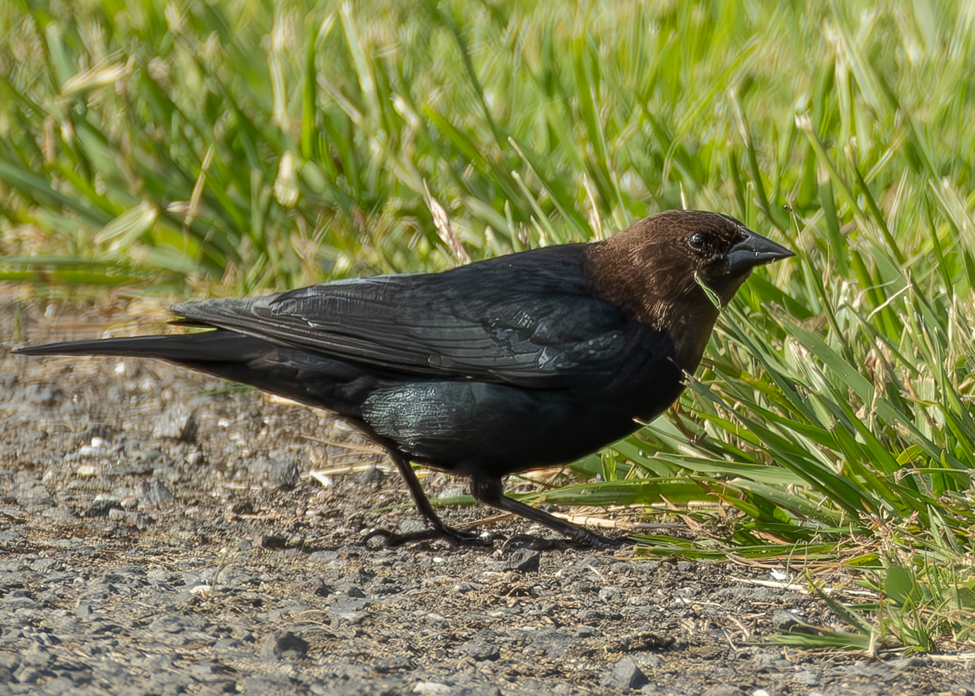 Brown-headed Cowbird, Weeks Wetland Preserve